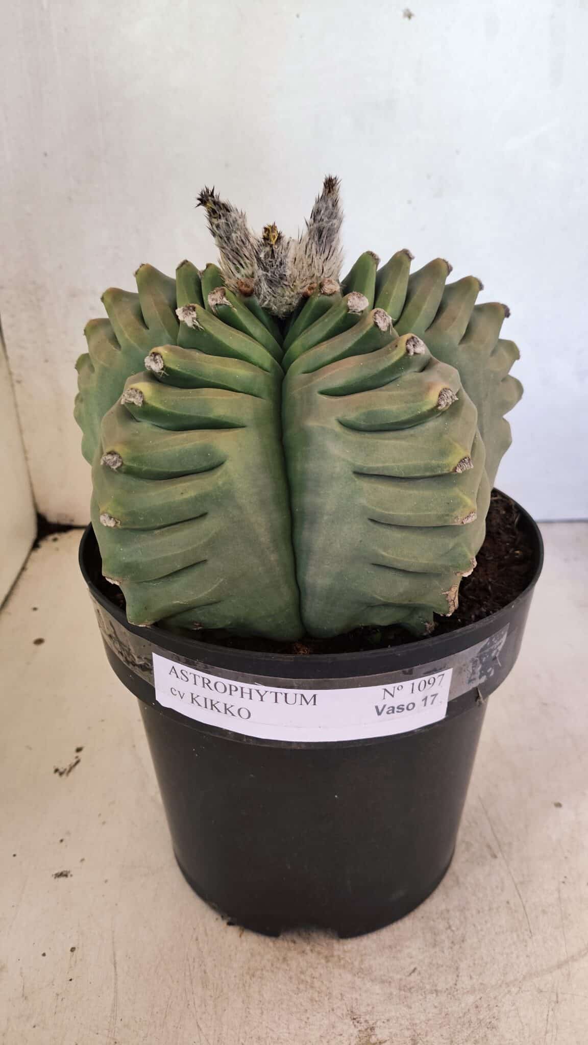 MATRIZ ASTROPHYTUM cv KIKKO Nº 1097 – vaso 17 - foto 2