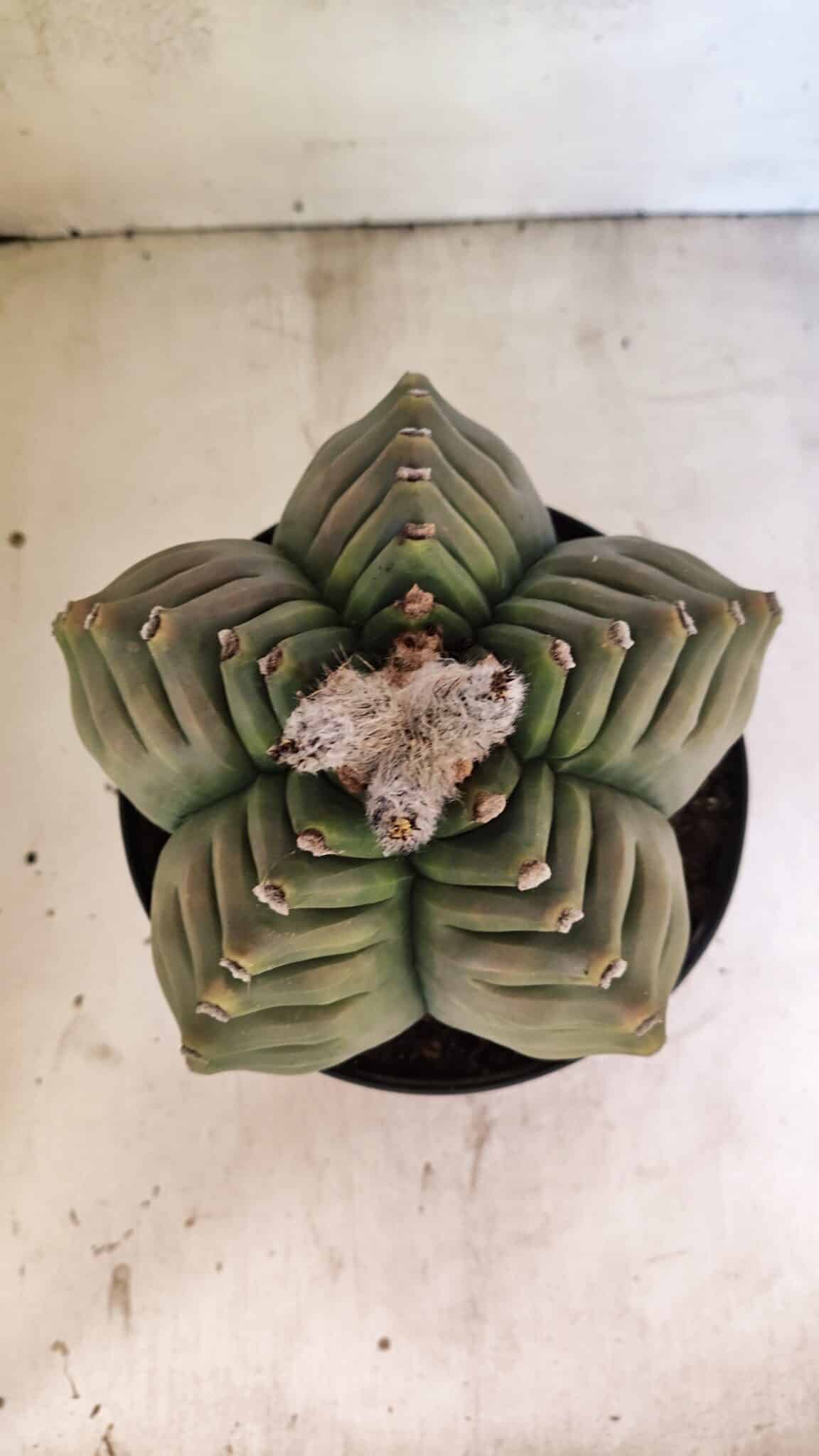 MATRIZ ASTROPHYTUM cv KIKKO Nº 1097 – vaso 17 - foto 3