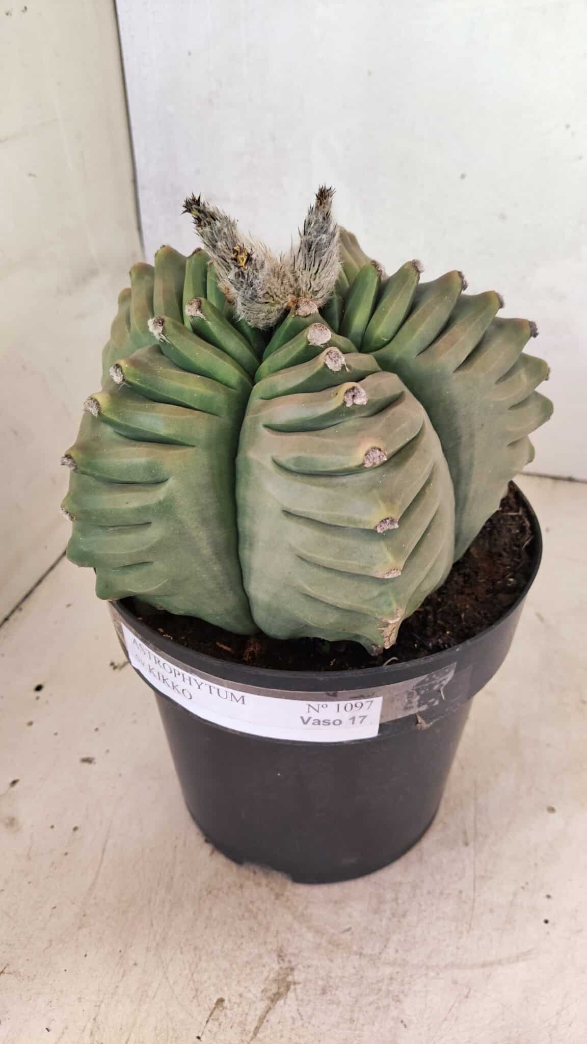 MATRIZ ASTROPHYTUM cv KIKKO Nº 1097 – vaso 17 - foto 9