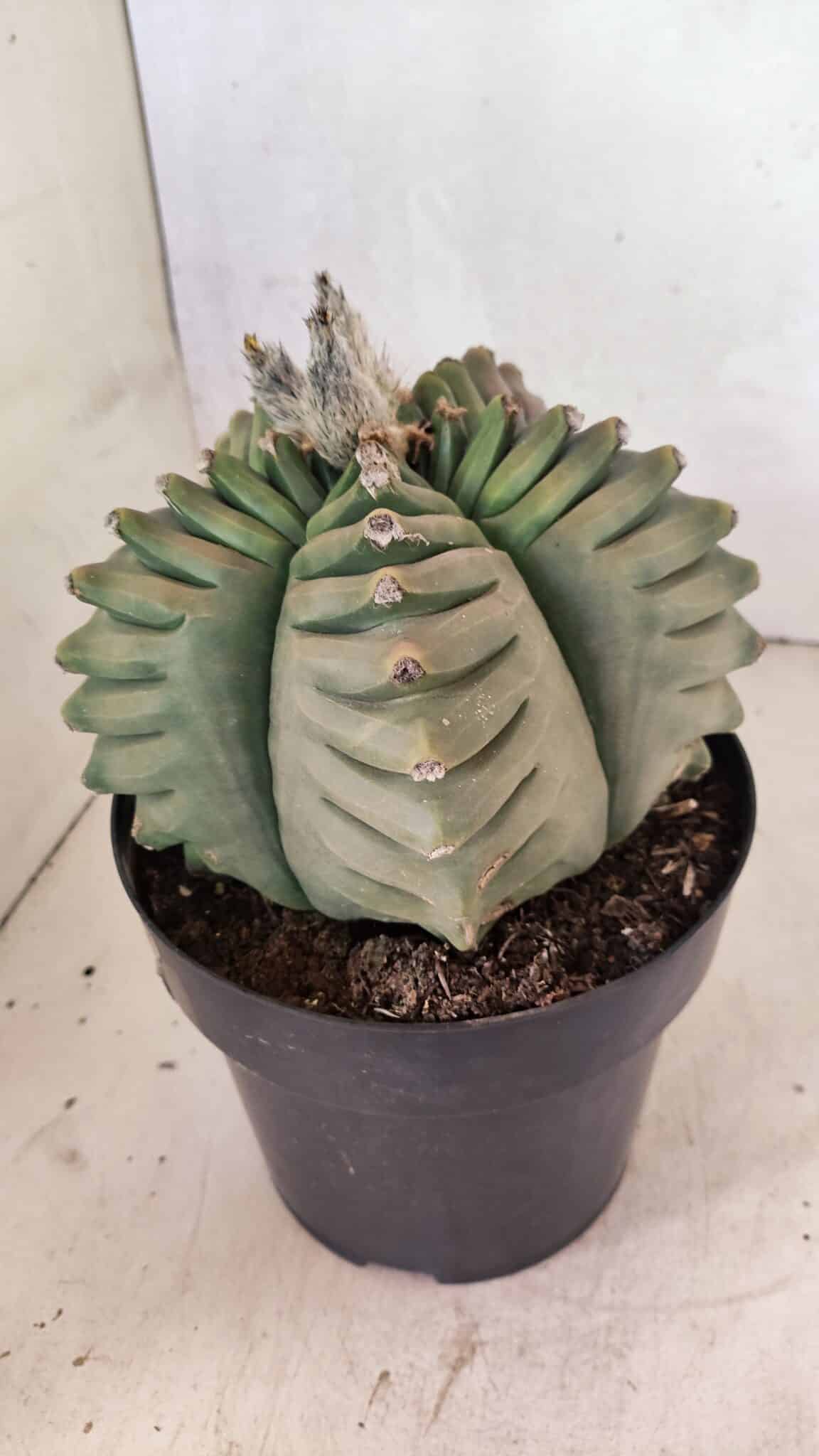 MATRIZ ASTROPHYTUM cv KIKKO Nº 1097 – vaso 17 - foto 8