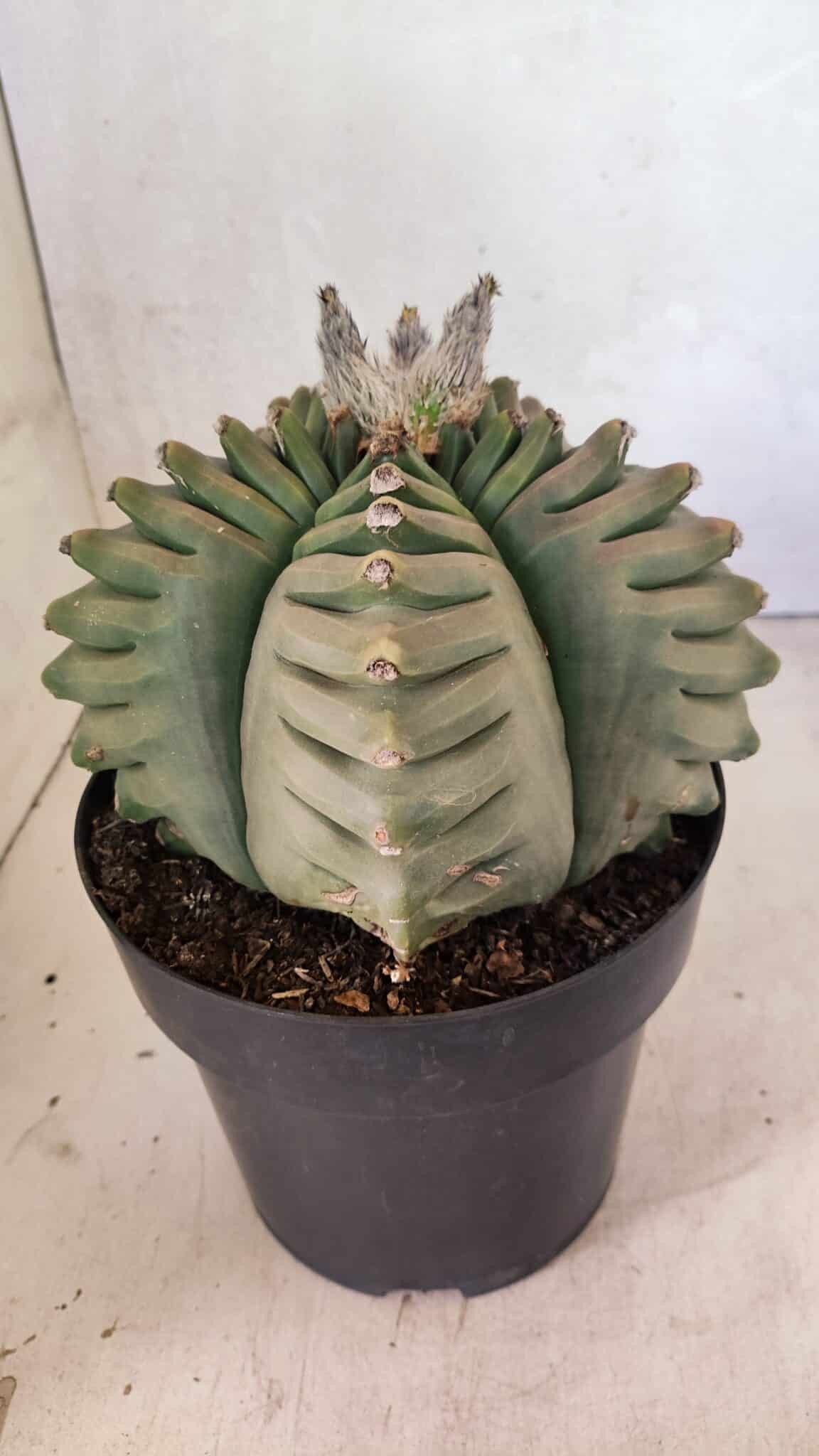 MATRIZ ASTROPHYTUM cv KIKKO Nº 1097 – vaso 17 - foto 7