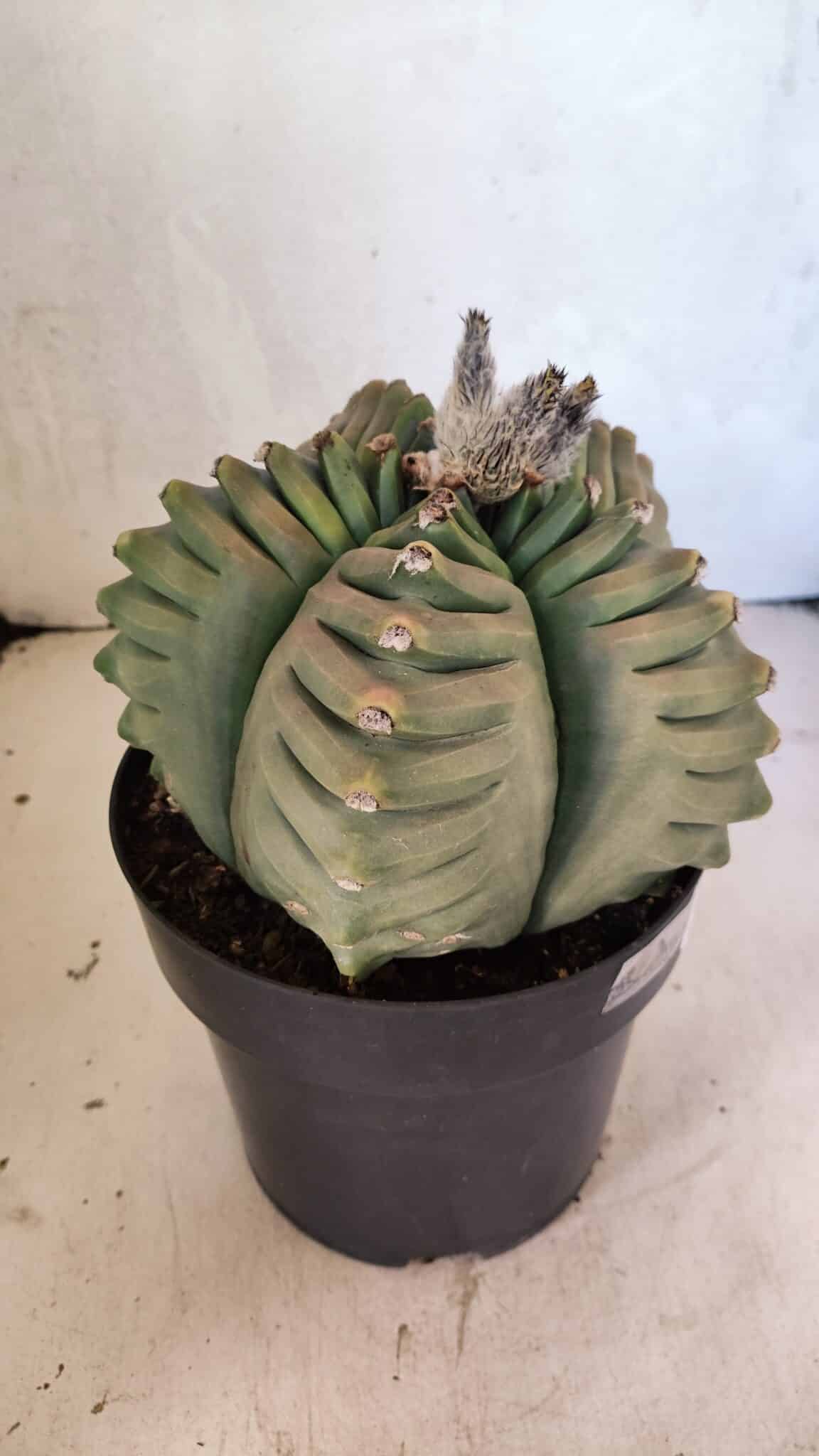 MATRIZ ASTROPHYTUM cv KIKKO Nº 1097 – vaso 17 - foto 6