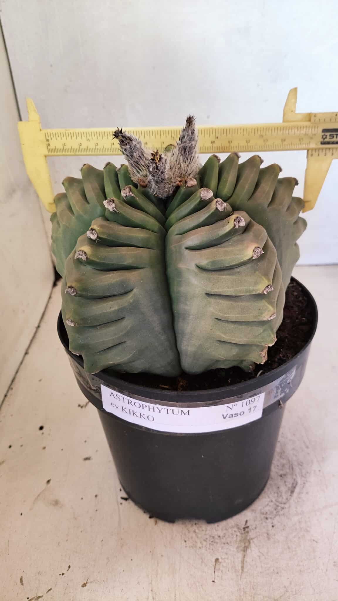 MATRIZ ASTROPHYTUM cv KIKKO Nº 1097 – vaso 17 - foto 4