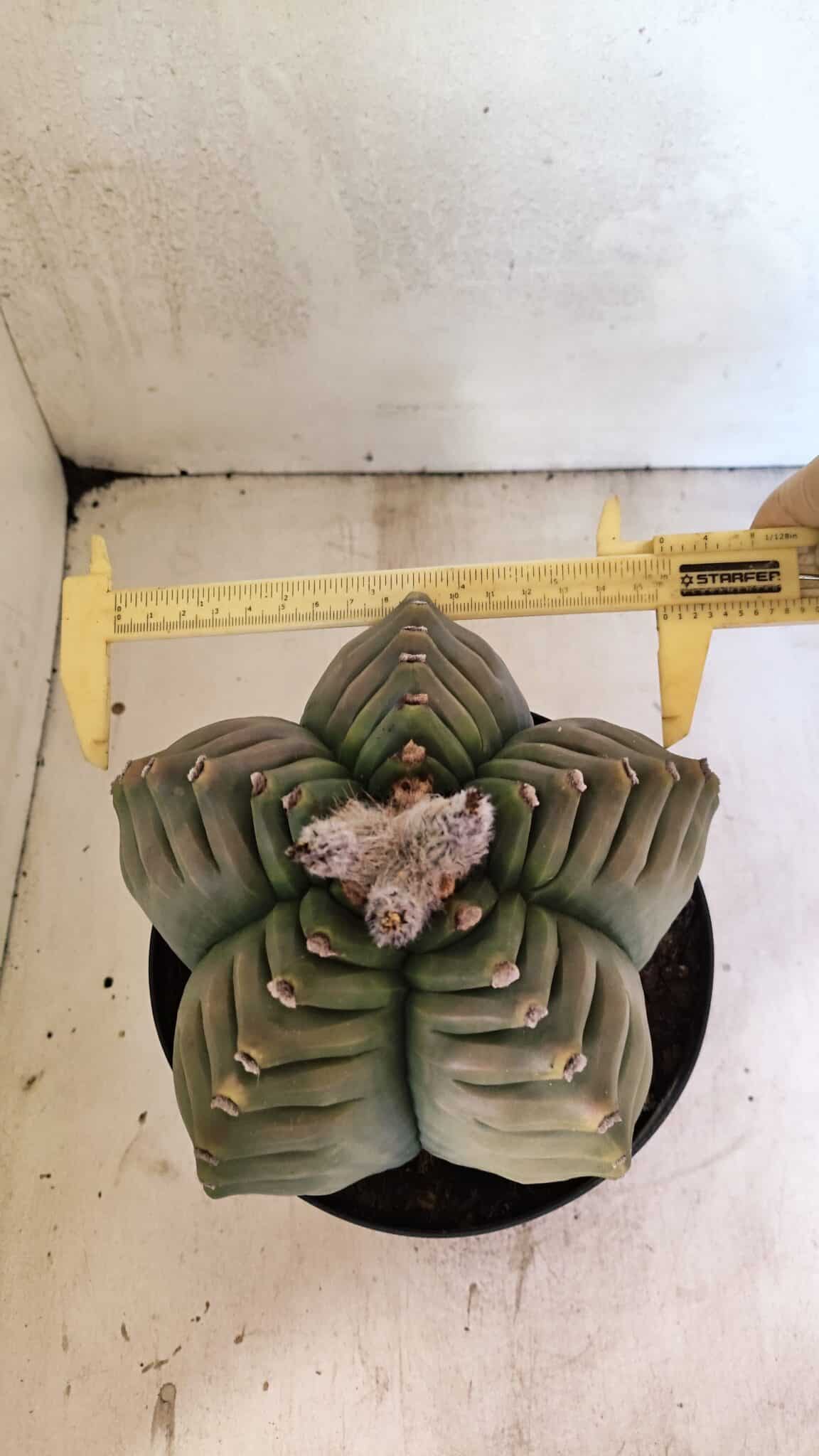 MATRIZ ASTROPHYTUM cv KIKKO Nº 1097 – vaso 17 - foto 5