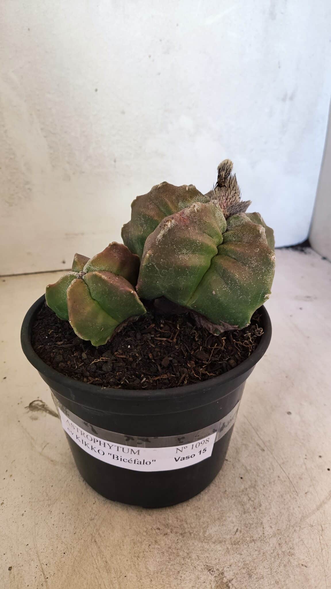 MATRIZ ASTROPHYTUM cv KIKKO "BICÉFALO" Nº 1098 – vaso 15 - foto 2