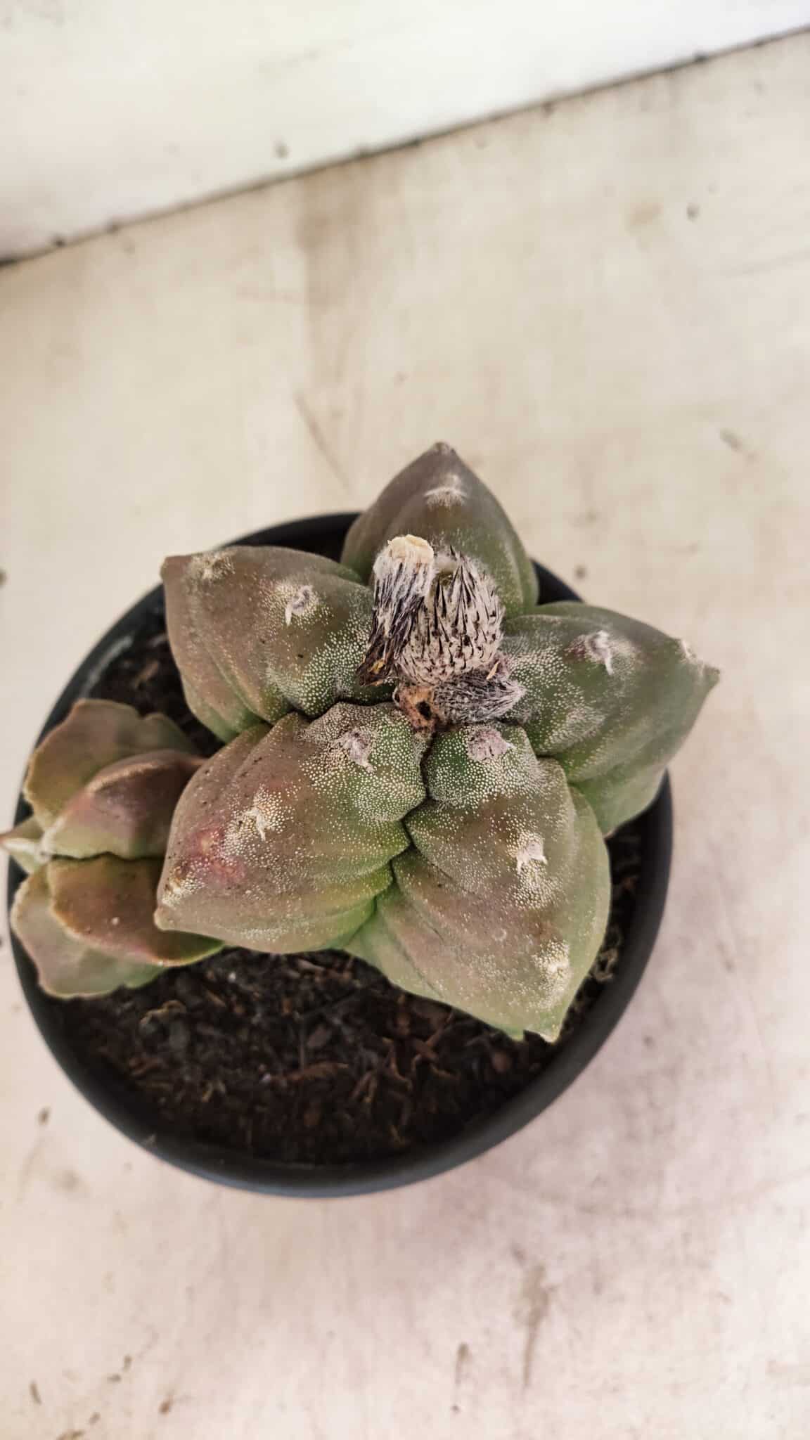 MATRIZ ASTROPHYTUM cv KIKKO "BICÉFALO" Nº 1098 – vaso 15 - foto 9