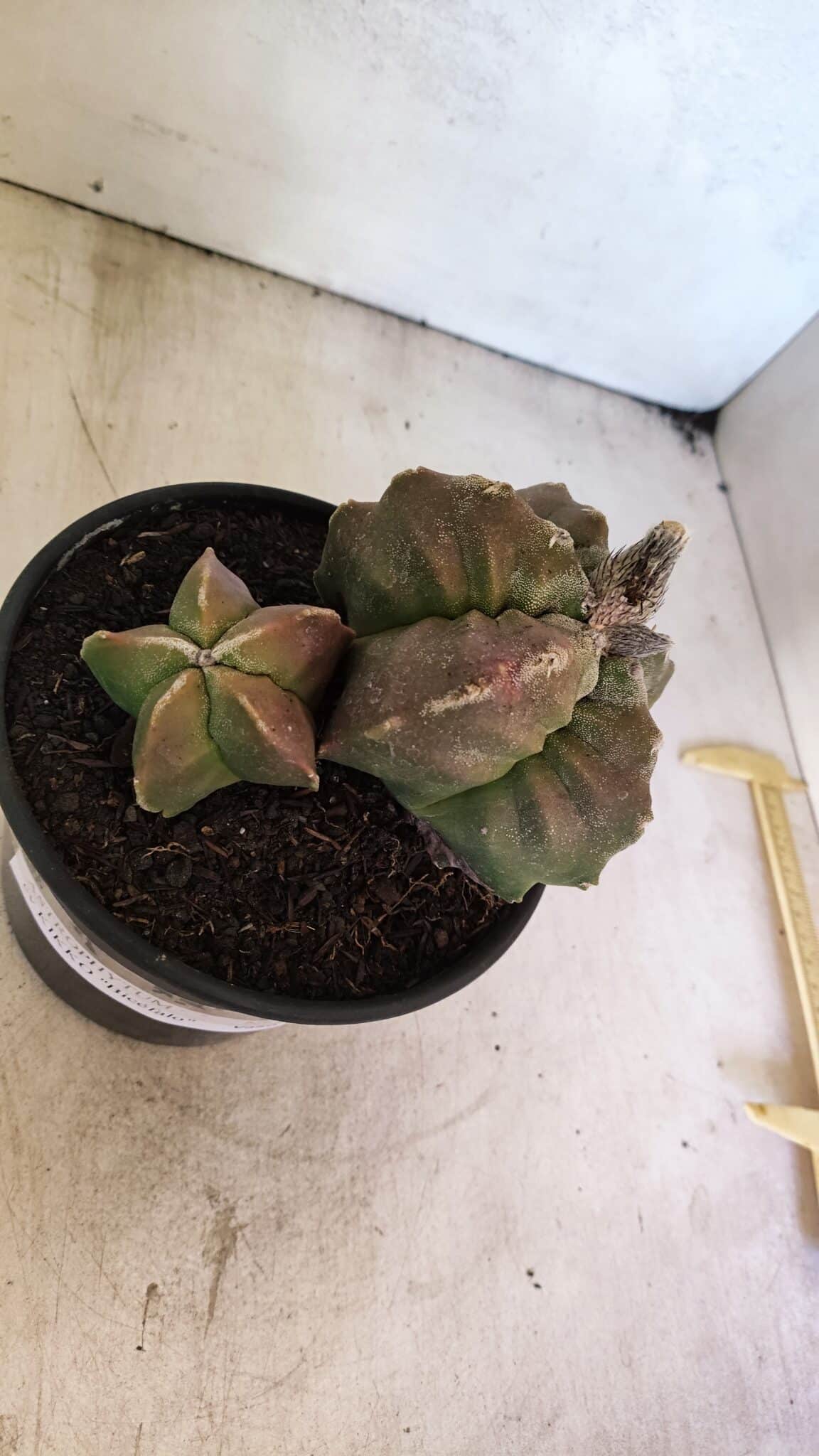 MATRIZ ASTROPHYTUM cv KIKKO "BICÉFALO" Nº 1098 – vaso 15 - foto 3