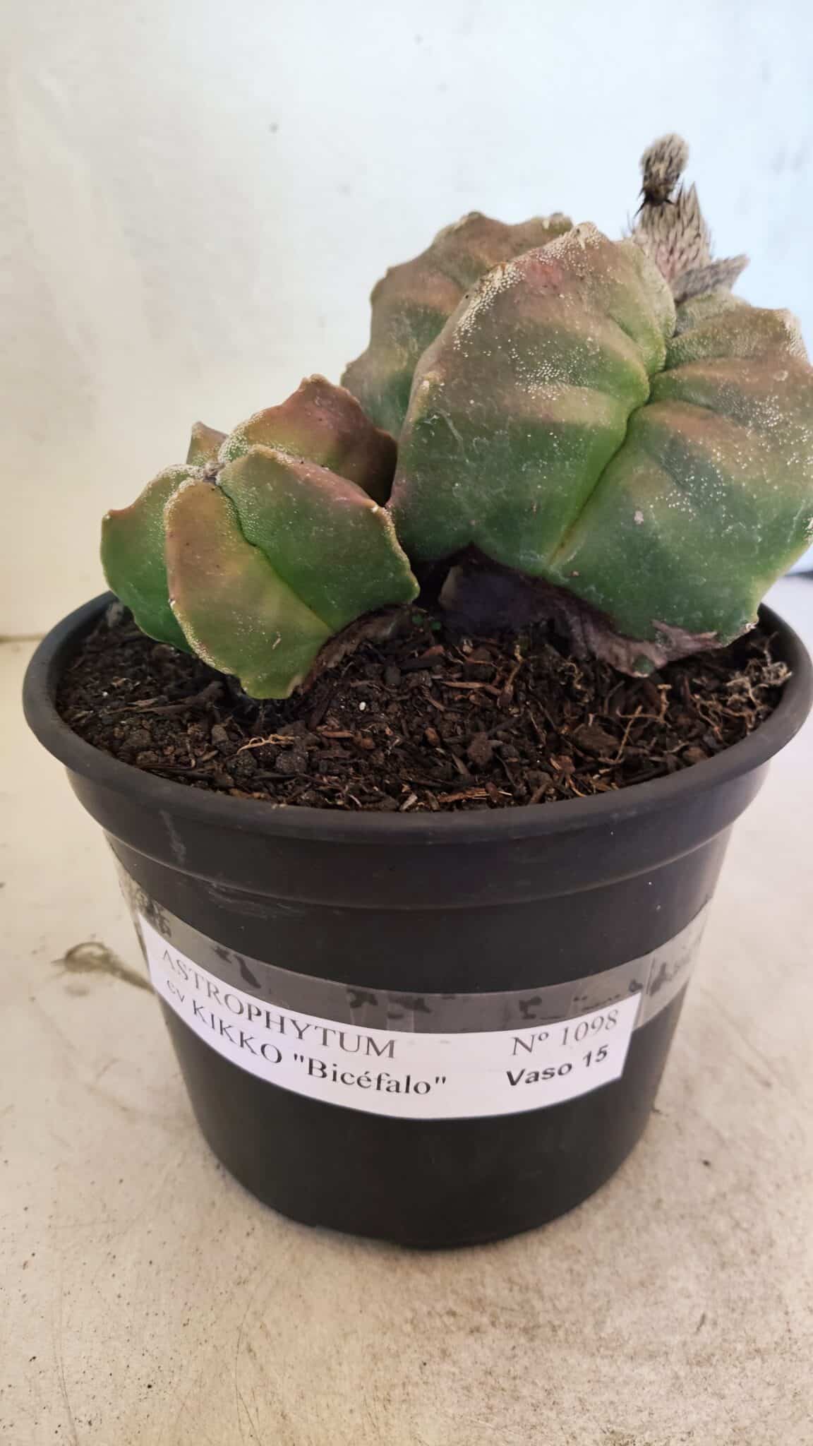 MATRIZ ASTROPHYTUM cv KIKKO "BICÉFALO" Nº 1098 – vaso 15 - foto 8
