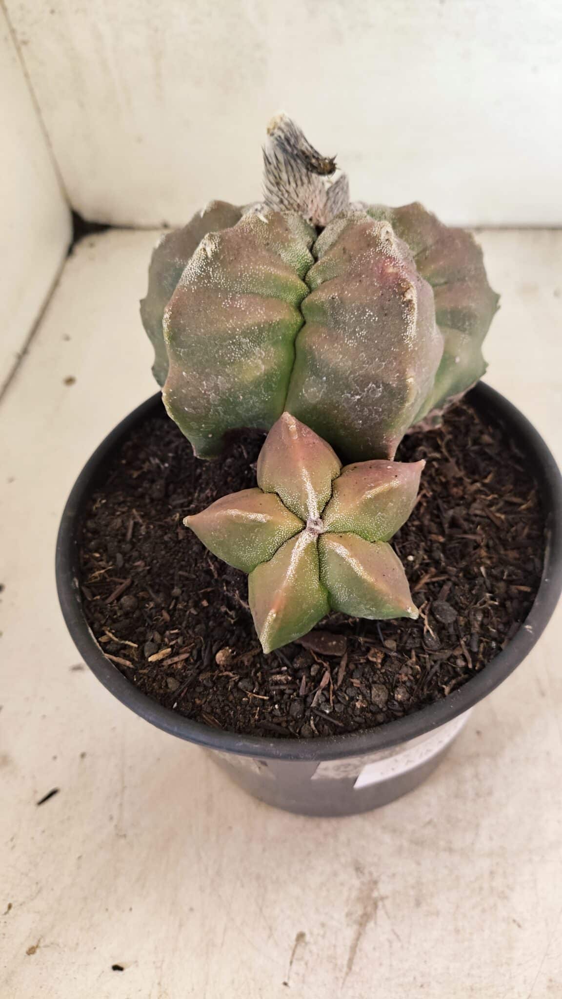 MATRIZ ASTROPHYTUM cv KIKKO "BICÉFALO" Nº 1098 – vaso 15 - foto 7