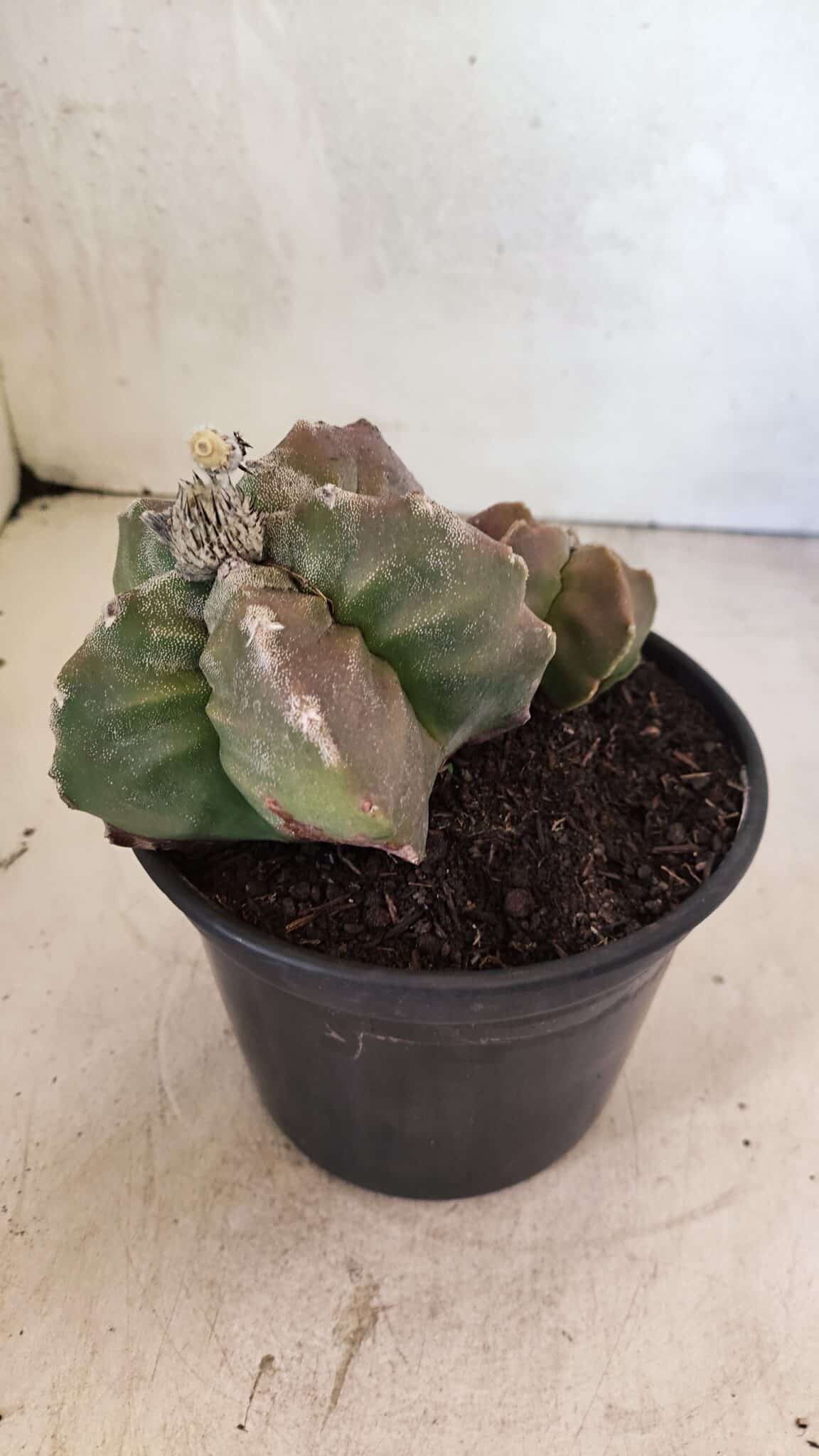 MATRIZ ASTROPHYTUM cv KIKKO "BICÉFALO" Nº 1098 – vaso 15 - foto 6