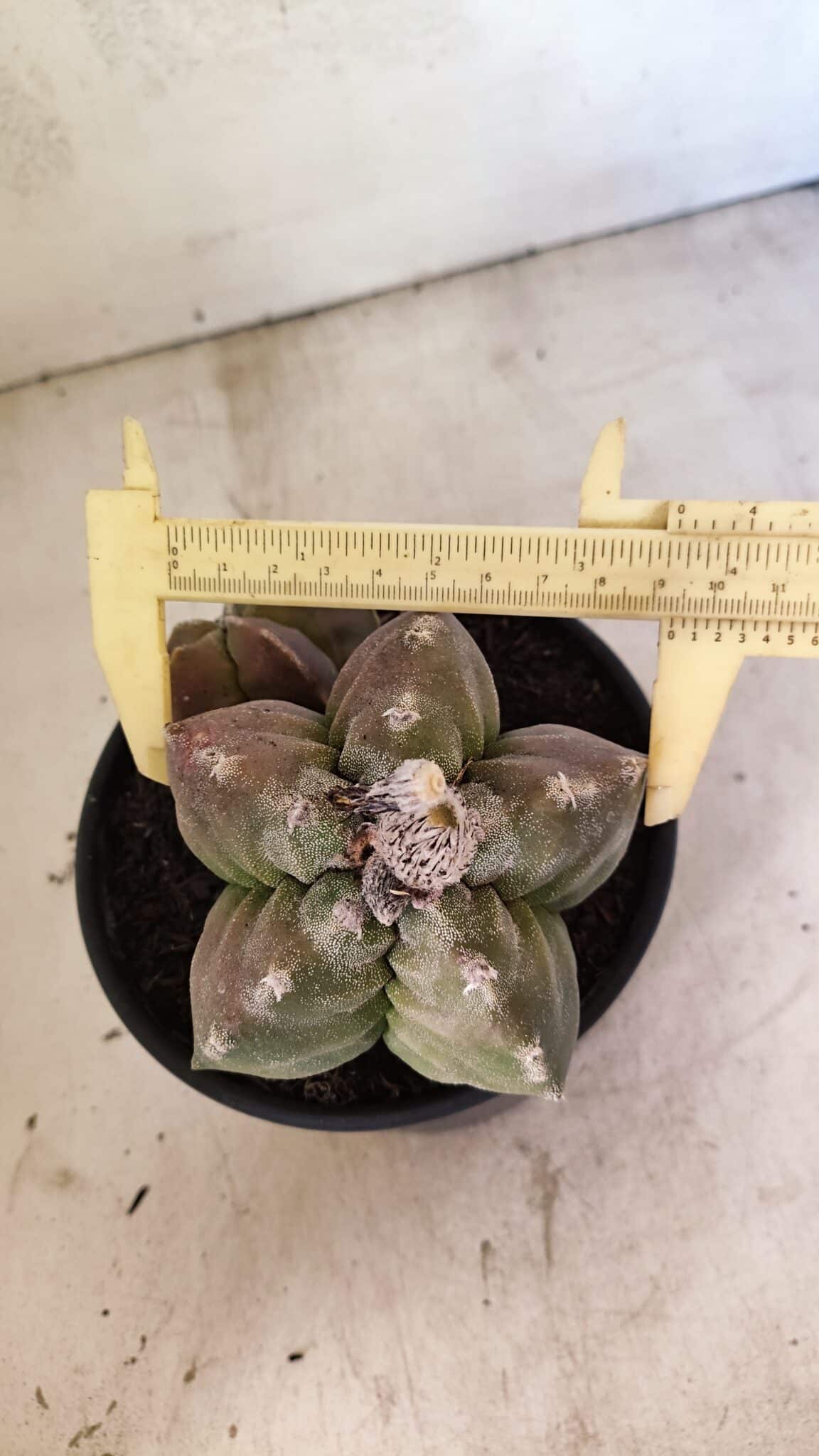 MATRIZ ASTROPHYTUM cv KIKKO "BICÉFALO" Nº 1098 – vaso 15 - foto 5
