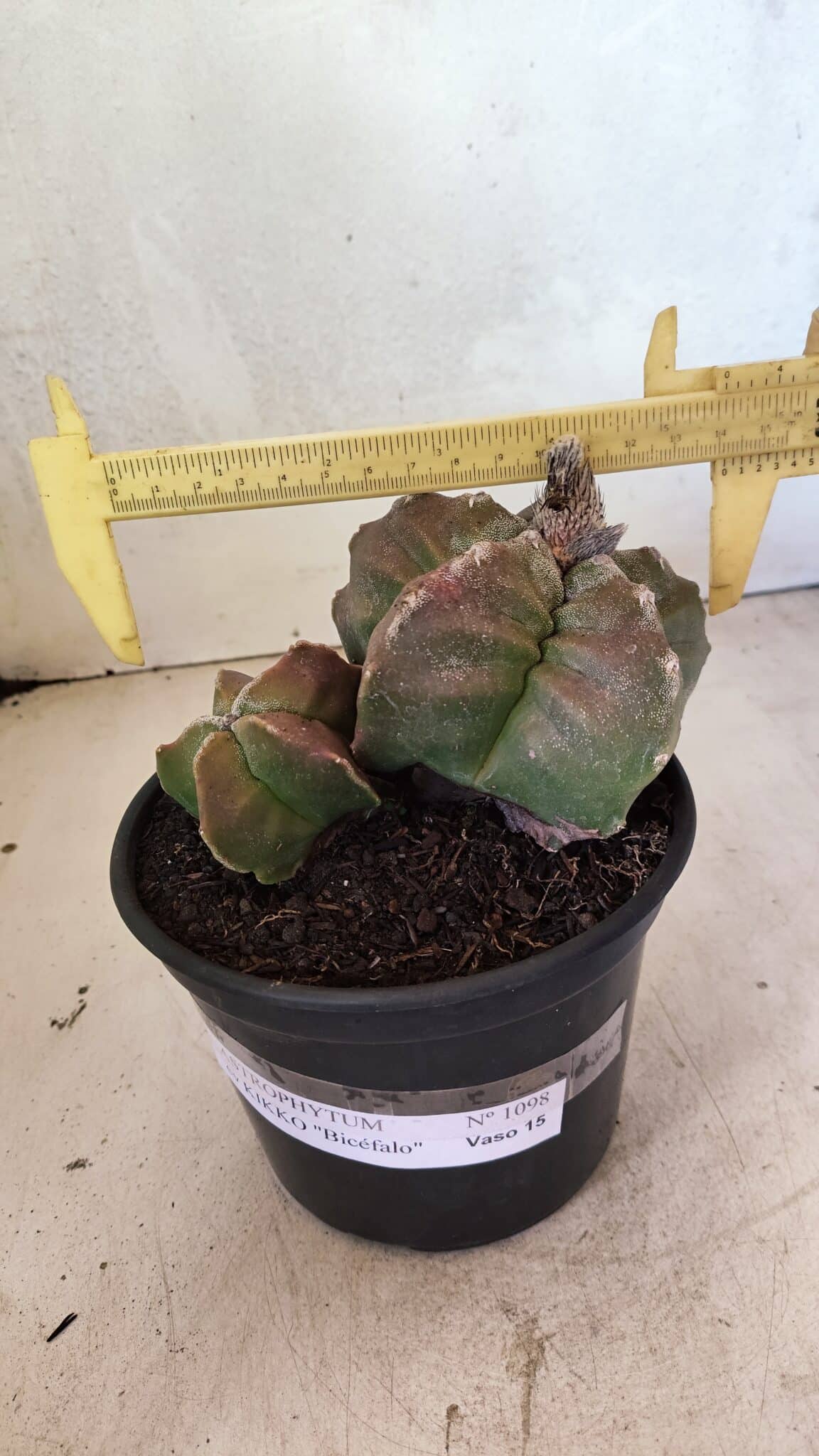 MATRIZ ASTROPHYTUM cv KIKKO "BICÉFALO" Nº 1098 – vaso 15 - foto 4
