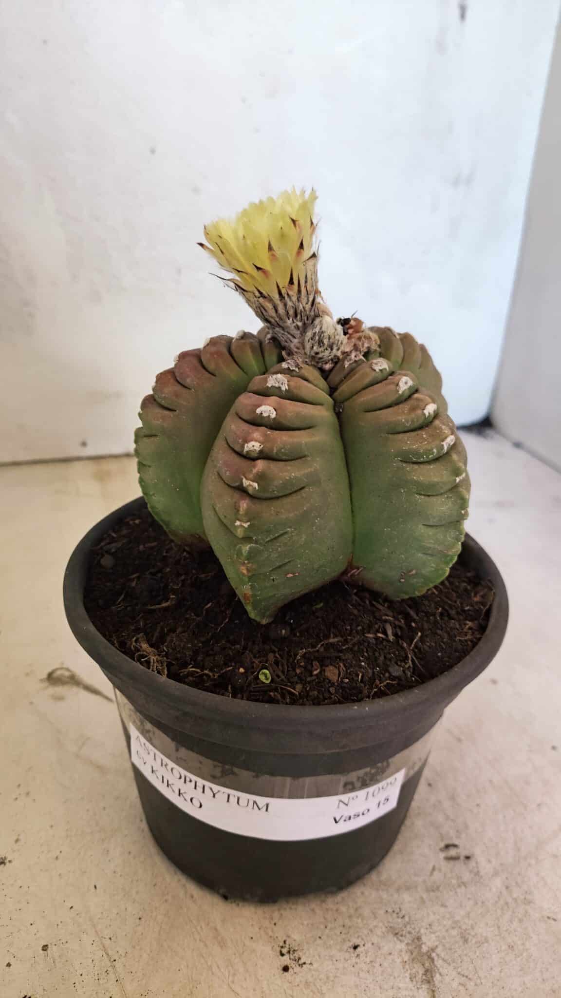 MATRIZ ASTROPHYTUM cv KIKKO Nº 1099 – vaso 15 - foto 2