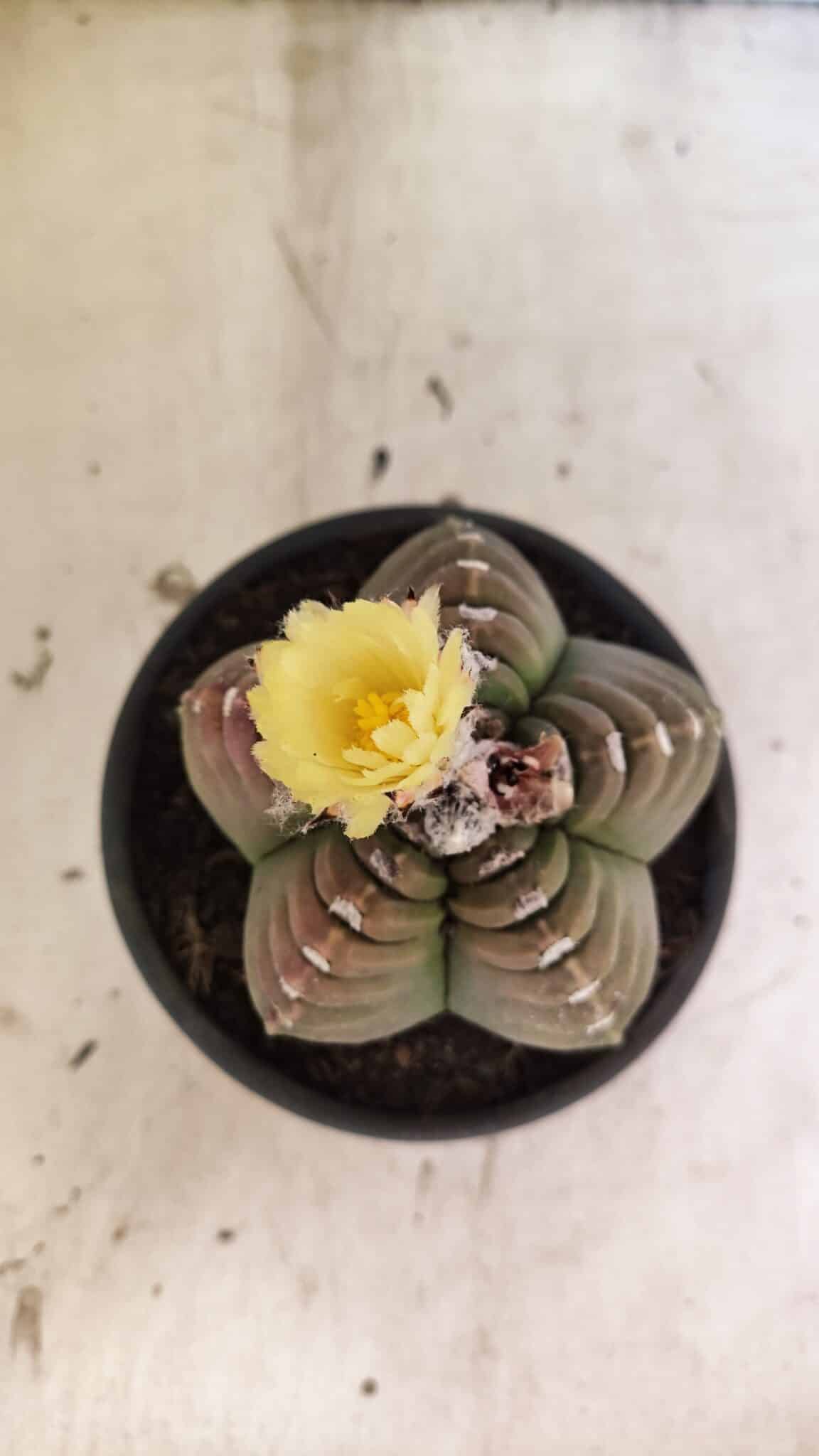 MATRIZ ASTROPHYTUM cv KIKKO Nº 1099 – vaso 15 - foto 9