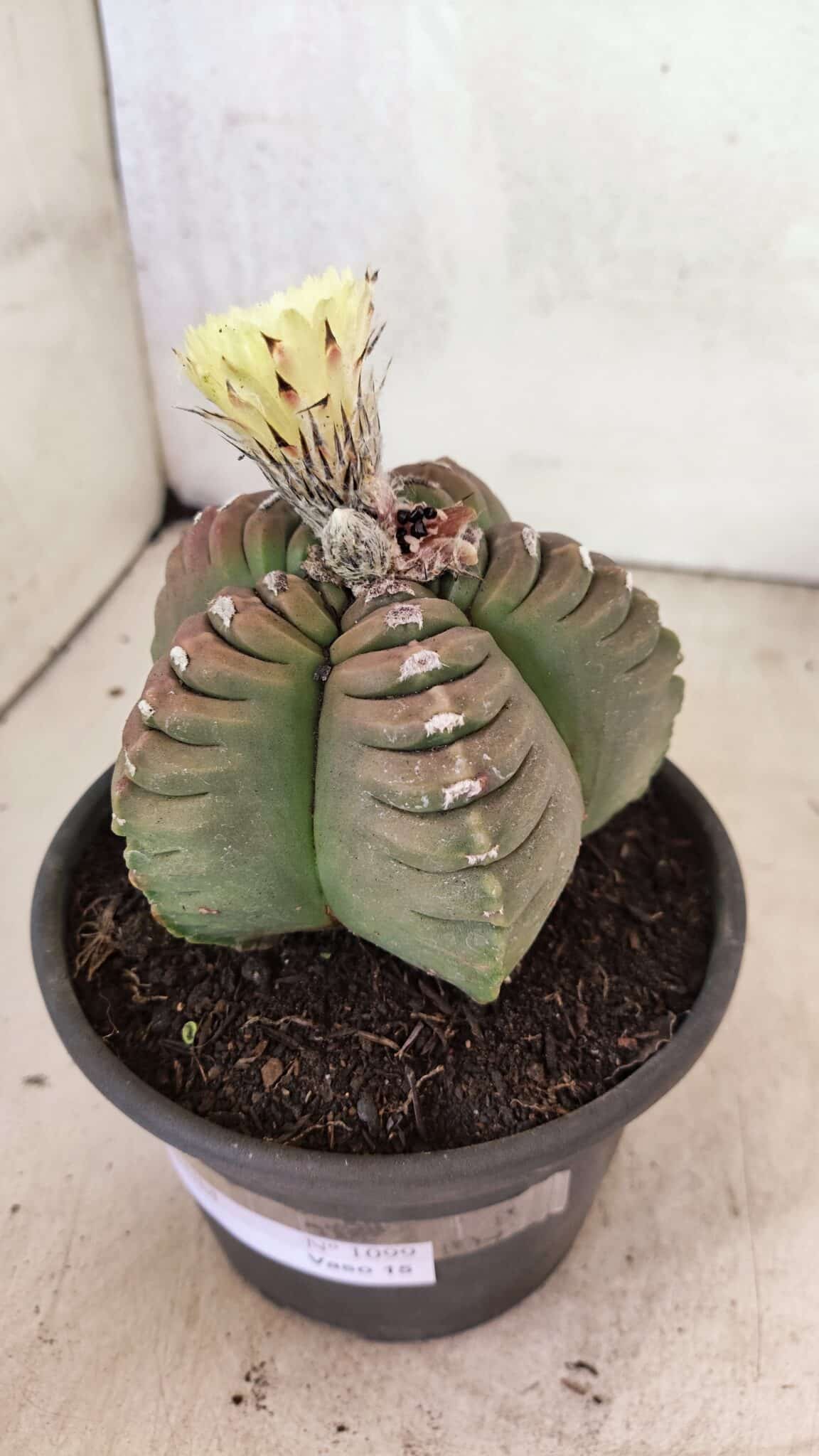 MATRIZ ASTROPHYTUM cv KIKKO Nº 1099 – vaso 15 - foto 10