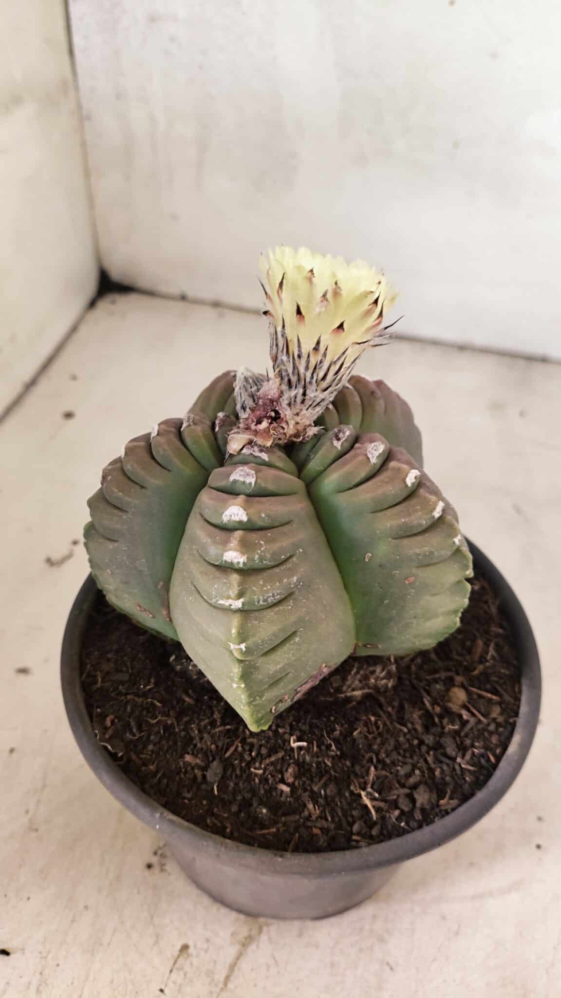 MATRIZ ASTROPHYTUM cv KIKKO Nº 1099 – vaso 15 - foto 8