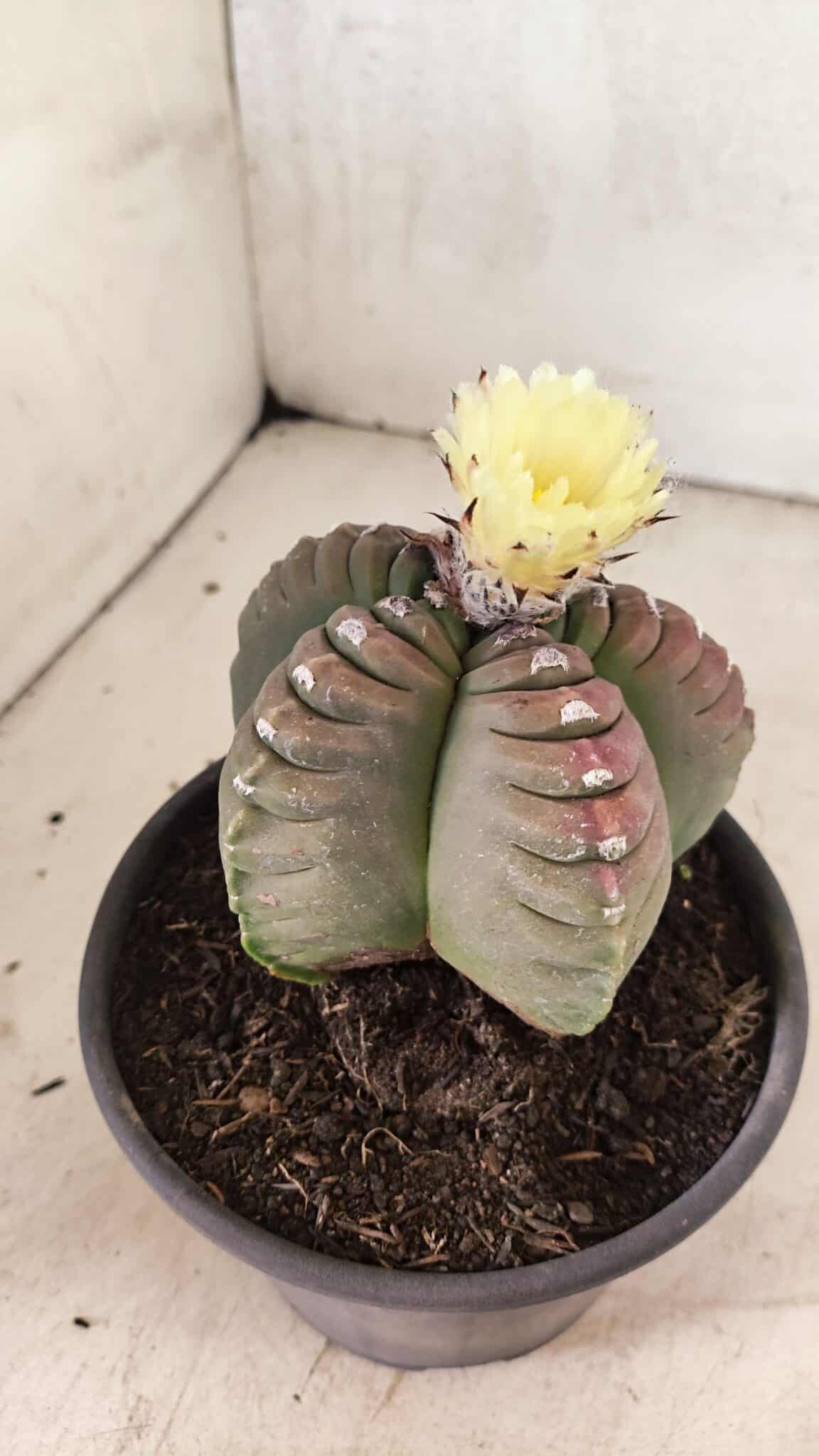 MATRIZ ASTROPHYTUM cv KIKKO Nº 1099 – vaso 15 - foto 7
