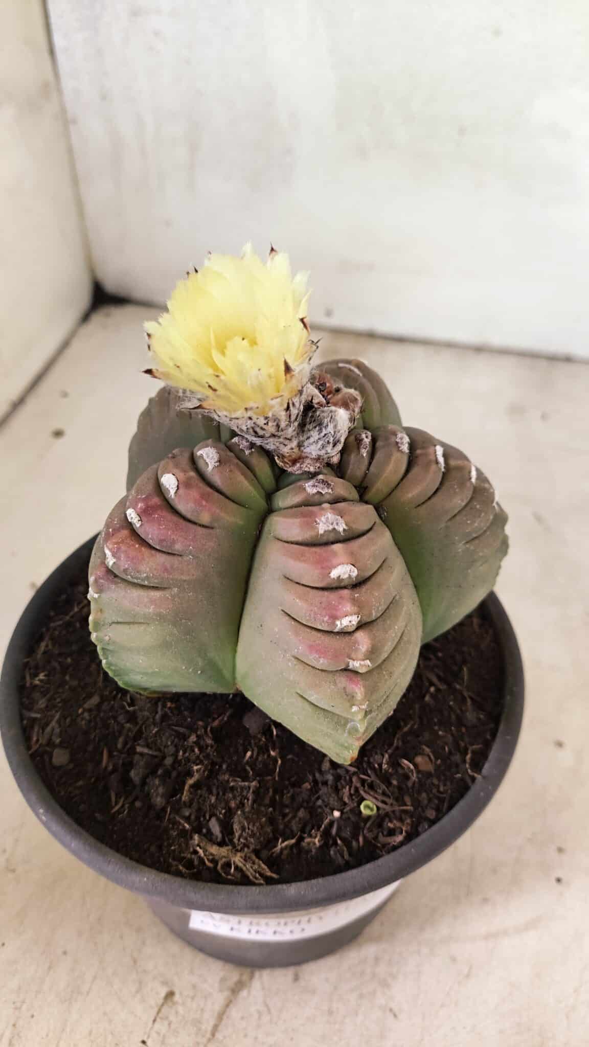MATRIZ ASTROPHYTUM cv KIKKO Nº 1099 – vaso 15 - foto 6