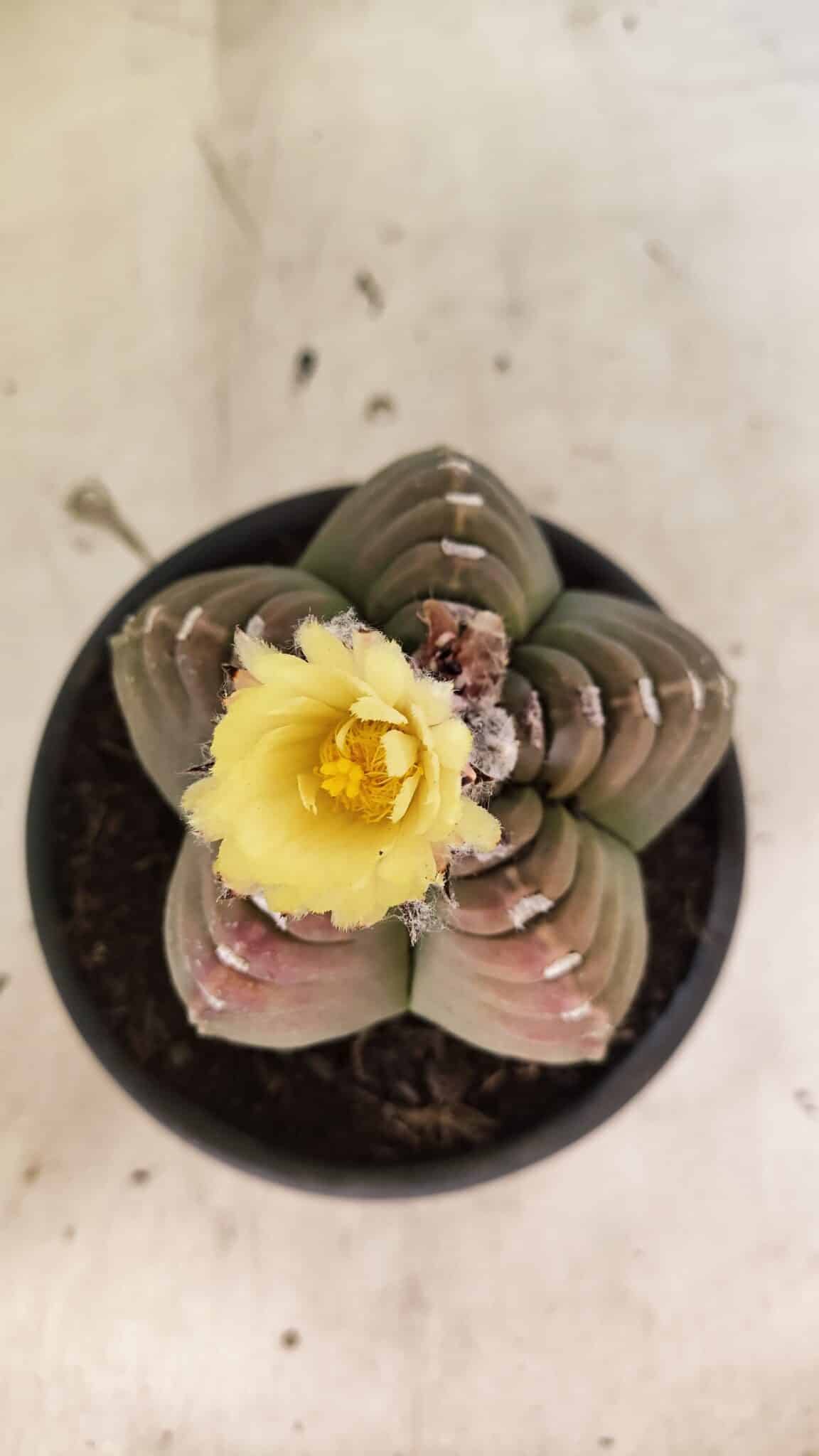 MATRIZ ASTROPHYTUM cv KIKKO Nº 1099 – vaso 15 - foto 3