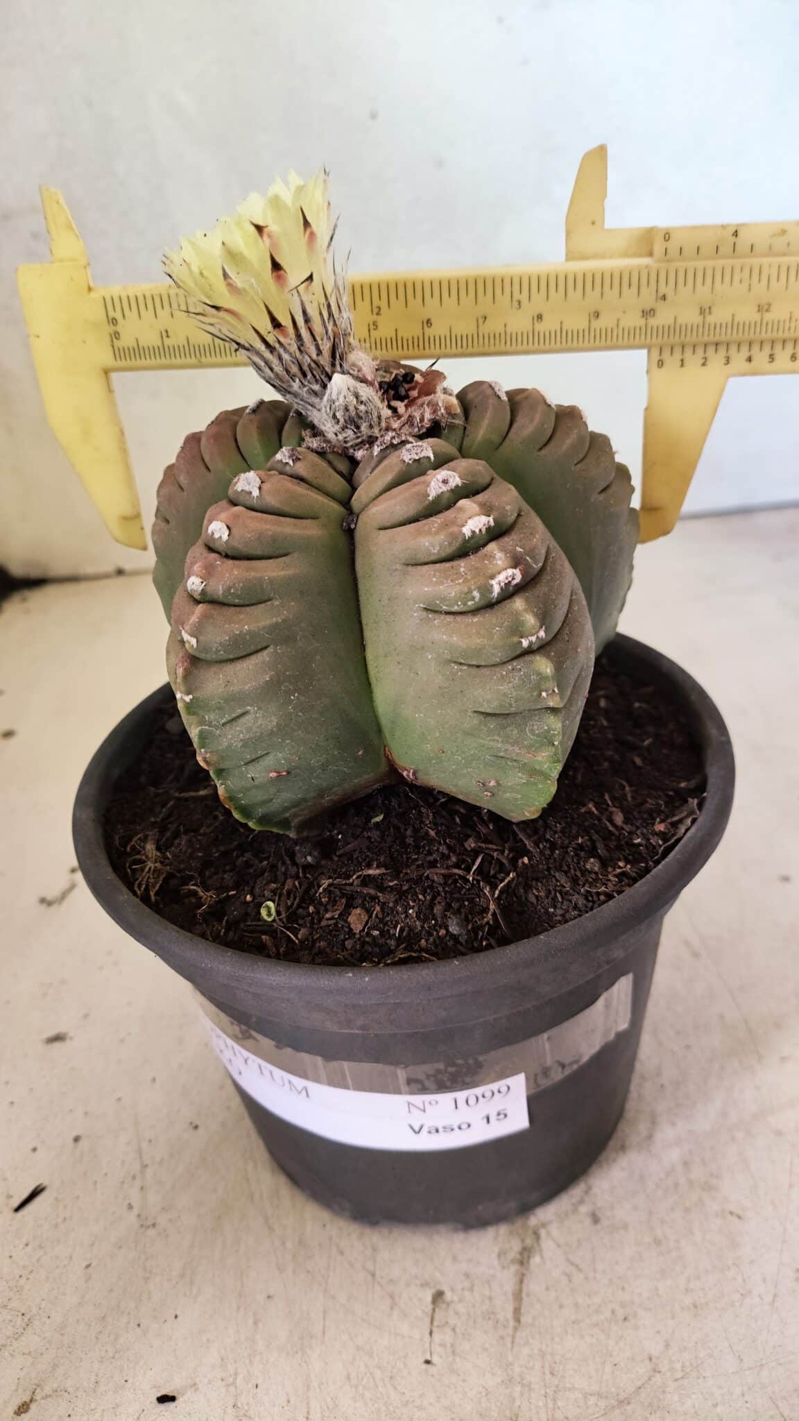 MATRIZ ASTROPHYTUM cv KIKKO Nº 1099 – vaso 15 - foto 4