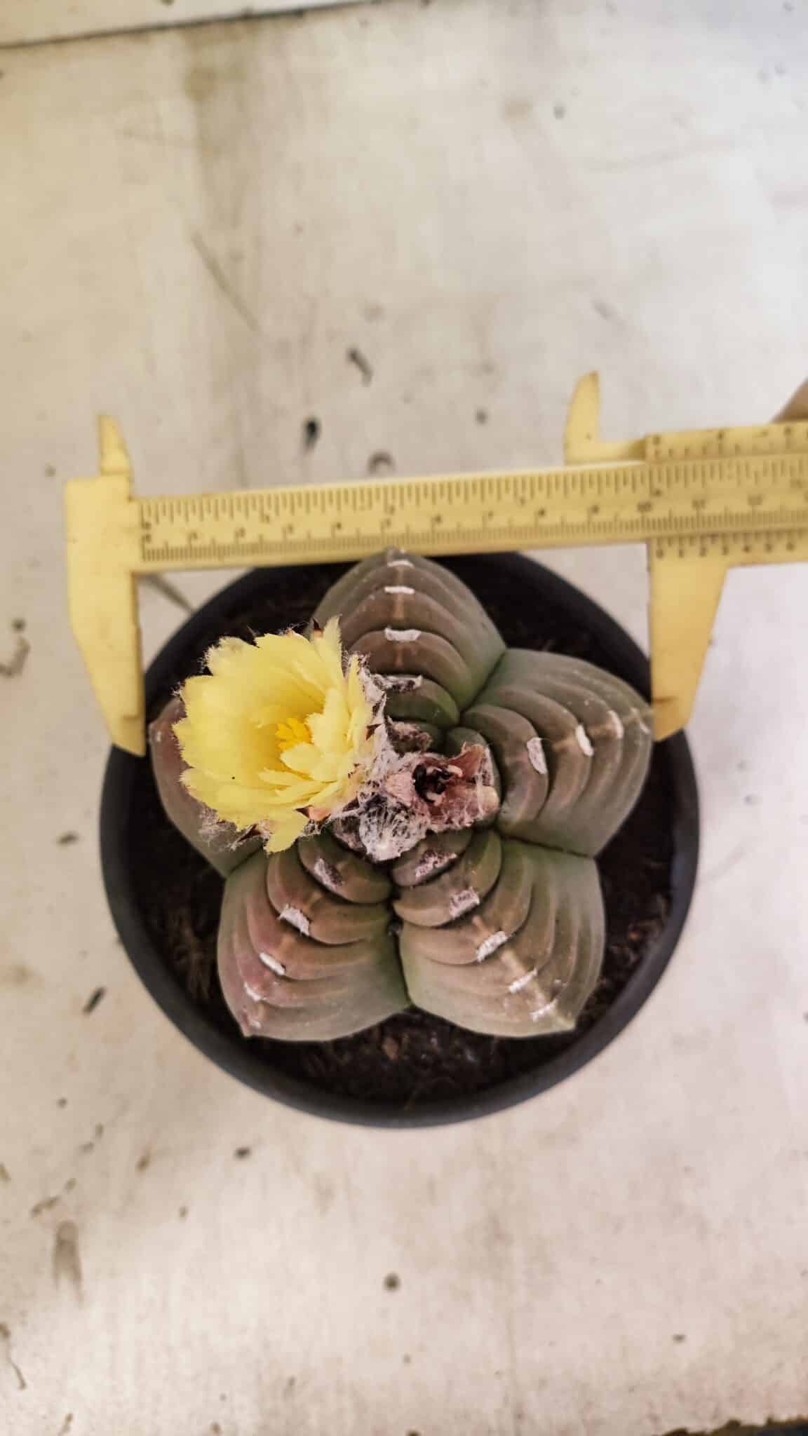 MATRIZ ASTROPHYTUM cv KIKKO Nº 1099 – vaso 15 - foto 5