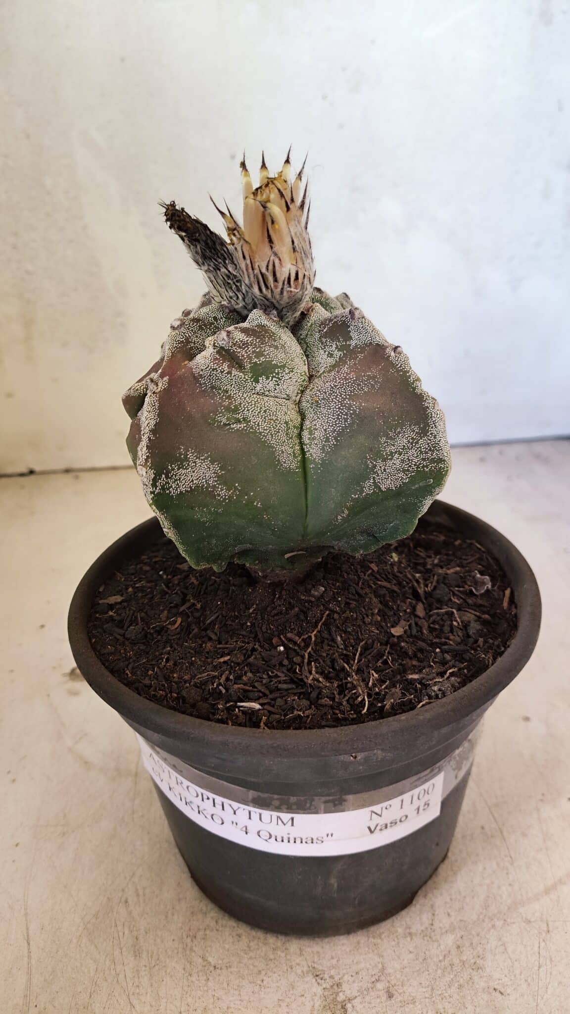 MATRIZ ASTROPHYTUM cv KIKKO "4 Quinas"  Nº 1100 – vaso 15 - foto 2