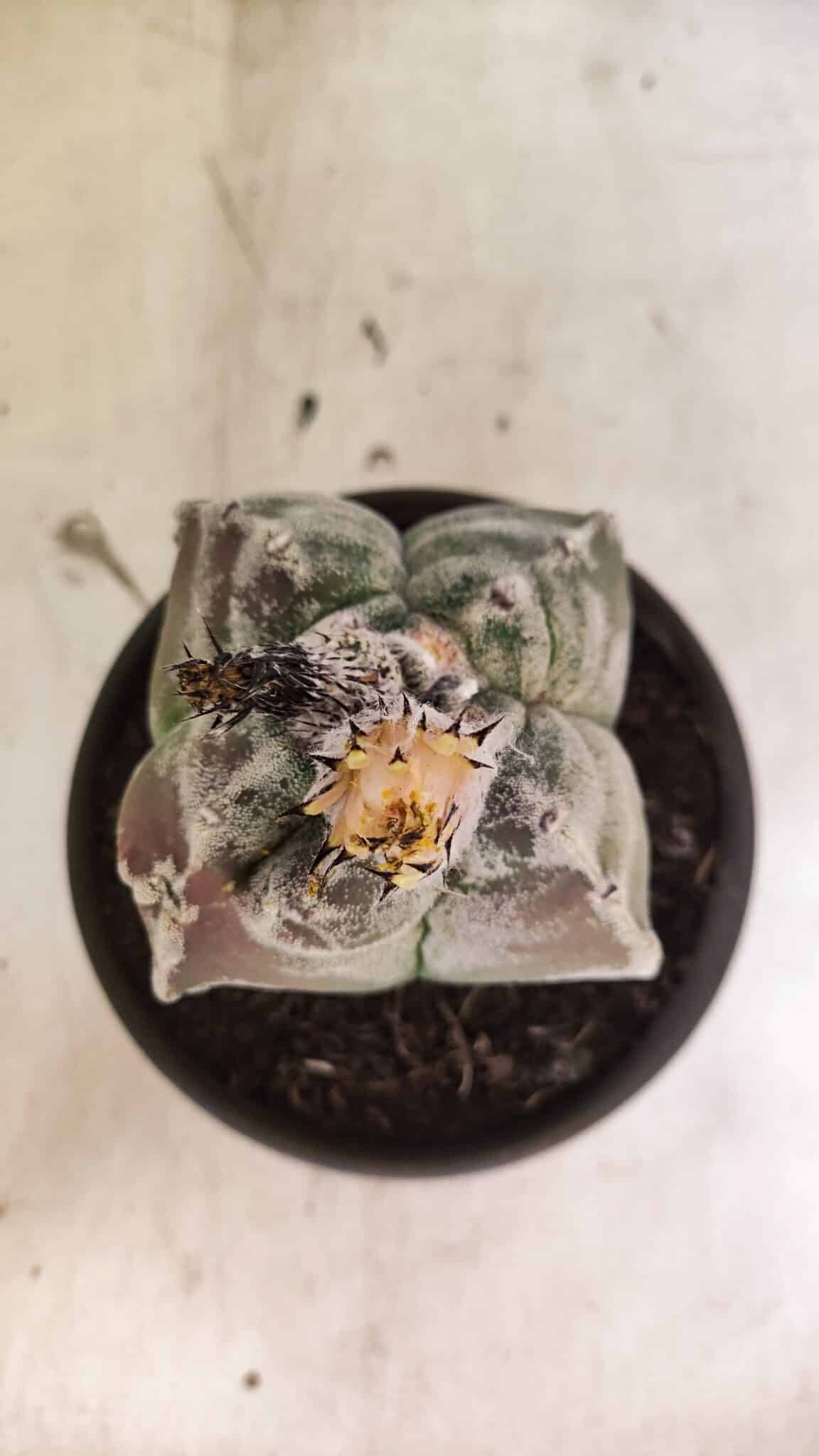 MATRIZ ASTROPHYTUM cv KIKKO "4 Quinas"  Nº 1100 – vaso 15 - foto 3
