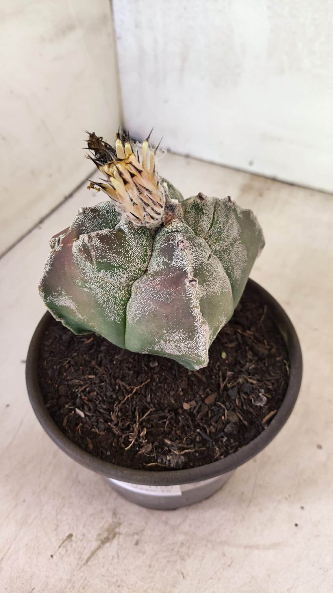 MATRIZ ASTROPHYTUM cv KIKKO "4 Quinas"  Nº 1100 – vaso 15 - foto 9