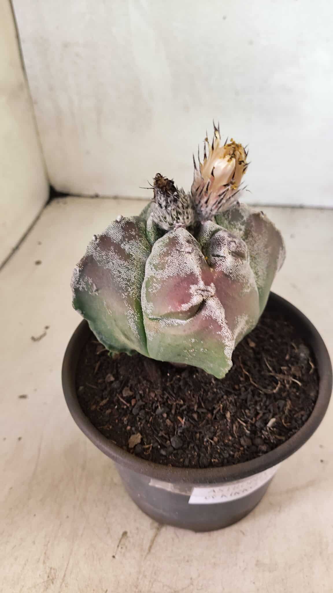MATRIZ ASTROPHYTUM cv KIKKO "4 Quinas"  Nº 1100 – vaso 15 - foto 8