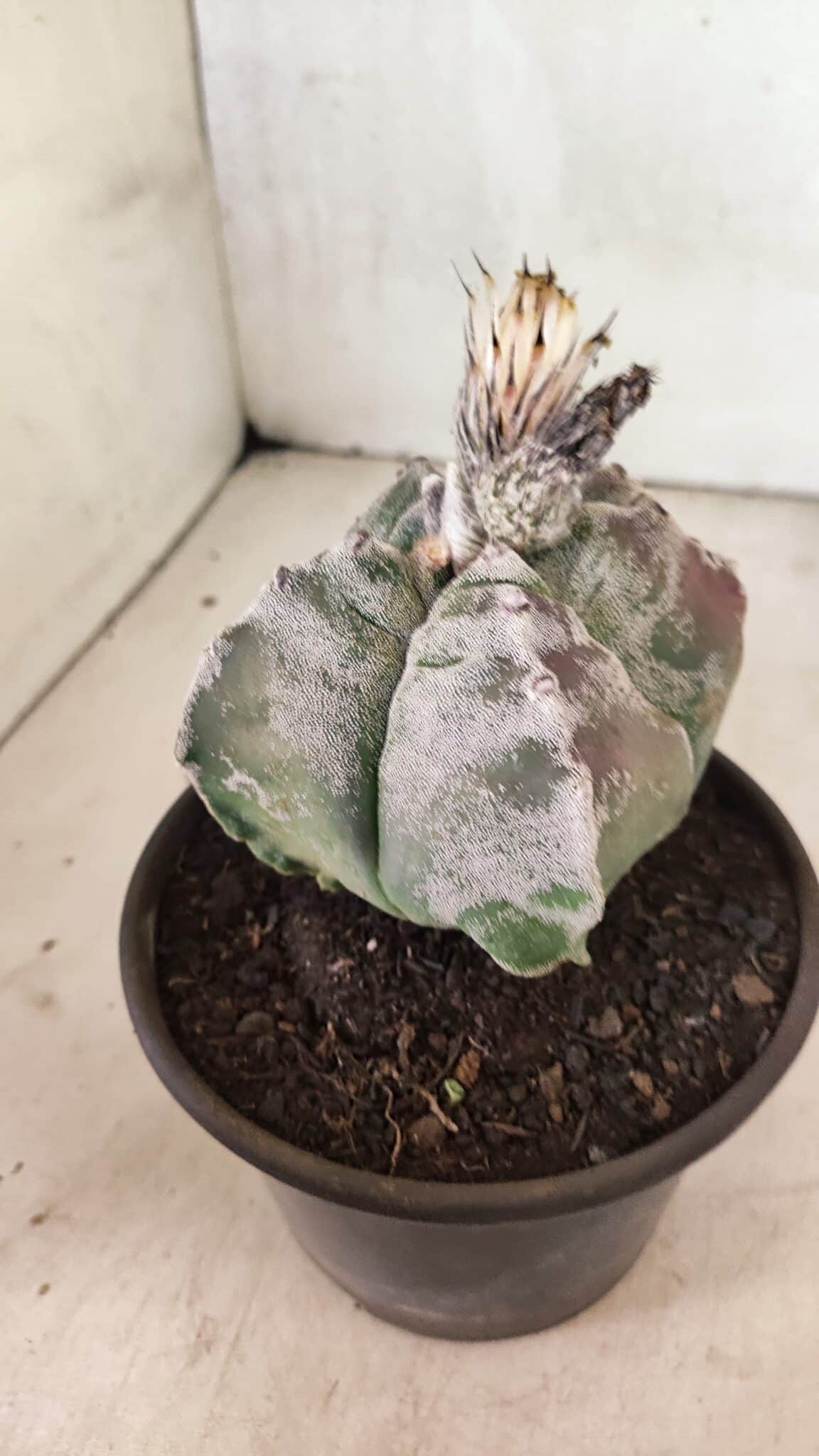 MATRIZ ASTROPHYTUM cv KIKKO "4 Quinas"  Nº 1100 – vaso 15 - foto 7