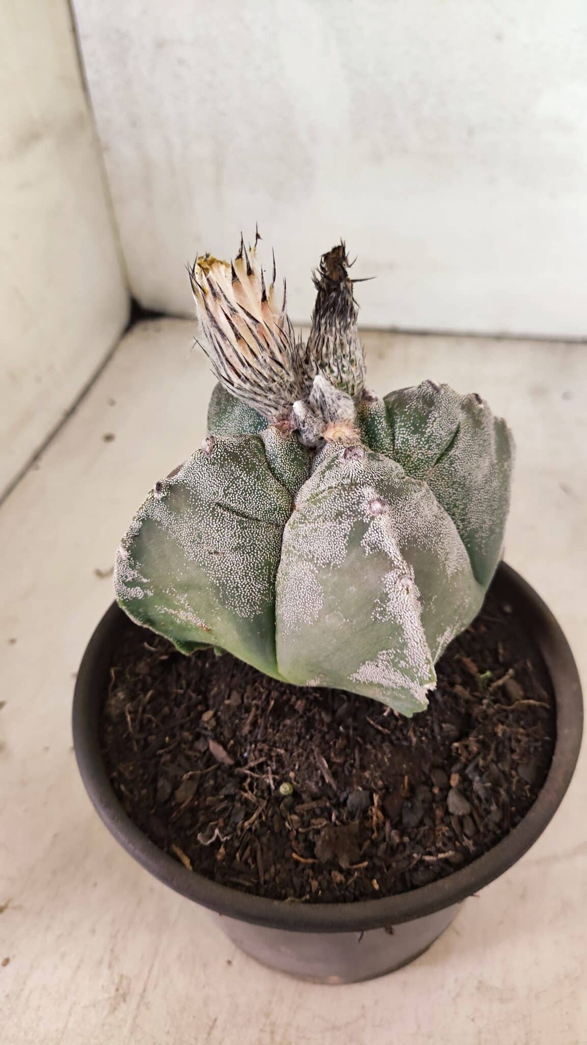 MATRIZ ASTROPHYTUM cv KIKKO "4 Quinas"  Nº 1100 – vaso 15 - foto 6
