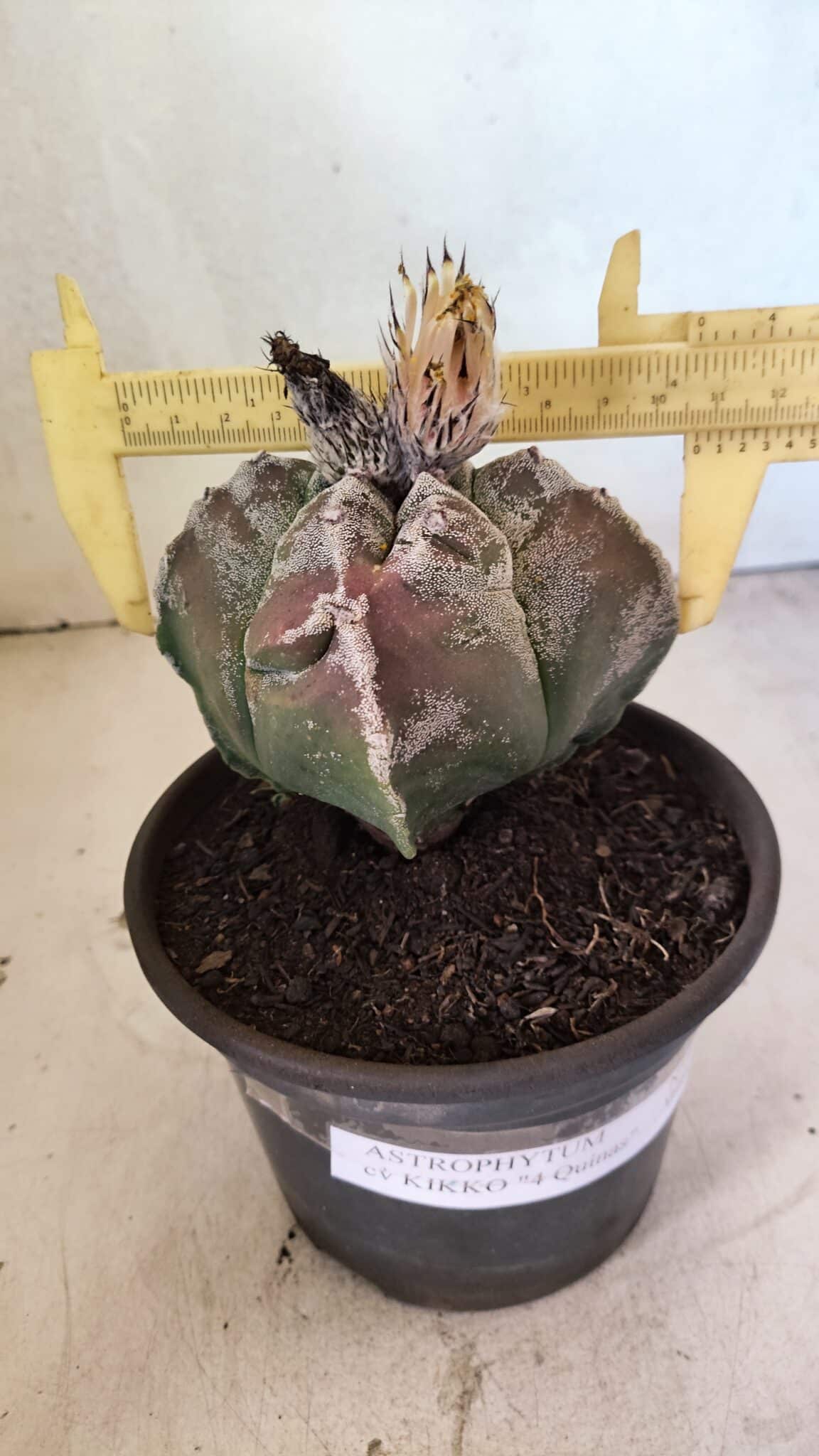 MATRIZ ASTROPHYTUM cv KIKKO "4 Quinas"  Nº 1100 – vaso 15 - foto 4