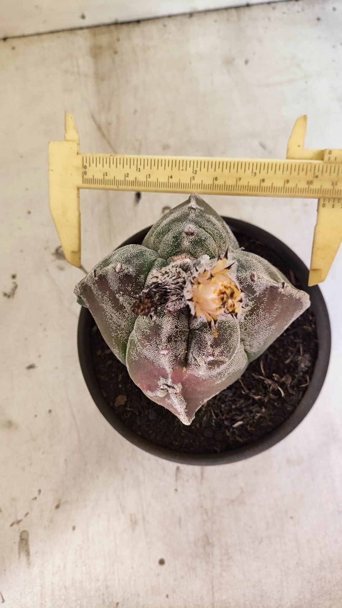 MATRIZ ASTROPHYTUM cv KIKKO "4 Quinas"  Nº 1100 – vaso 15 - foto 5