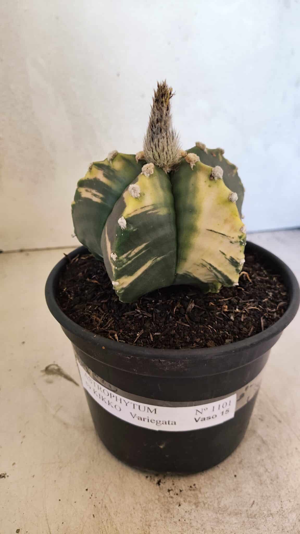 MATRIZ ASTROPHYTUM cv KIKKO "Variegata"  Nº 1101 – vaso 15 - foto 2