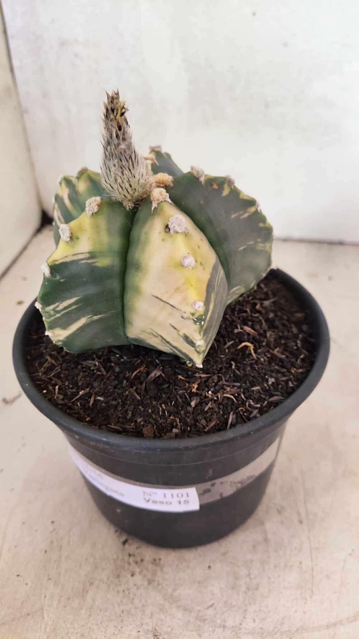 MATRIZ ASTROPHYTUM cv KIKKO "Variegata"  Nº 1101 – vaso 15 - foto 10