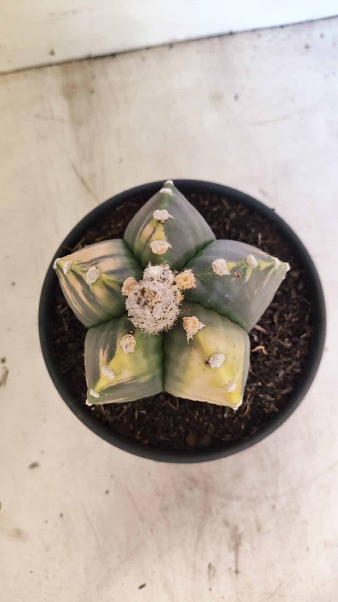 MATRIZ ASTROPHYTUM cv KIKKO "Variegata"  Nº 1101 – vaso 15 - foto 9