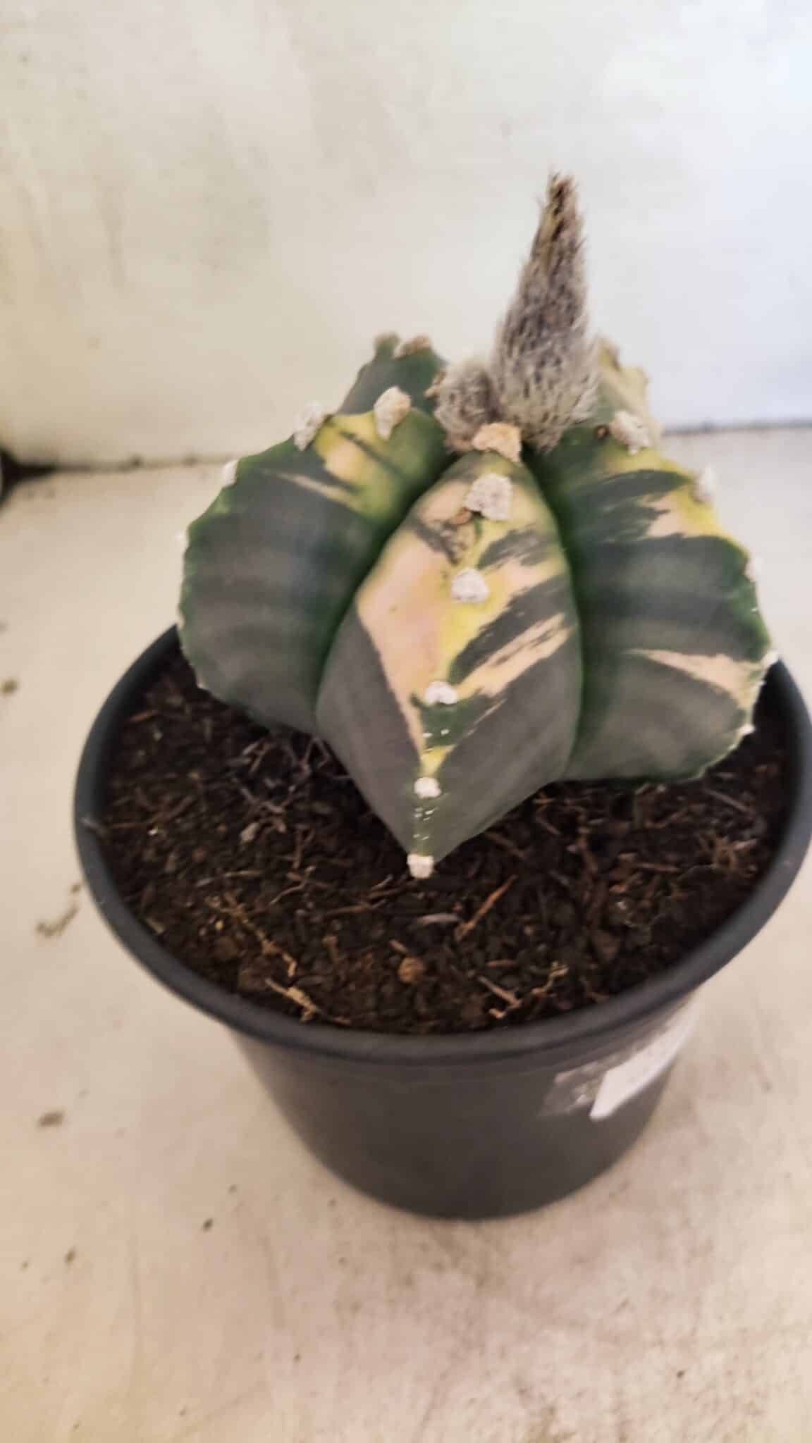 MATRIZ ASTROPHYTUM cv KIKKO "Variegata"  Nº 1101 – vaso 15 - foto 8