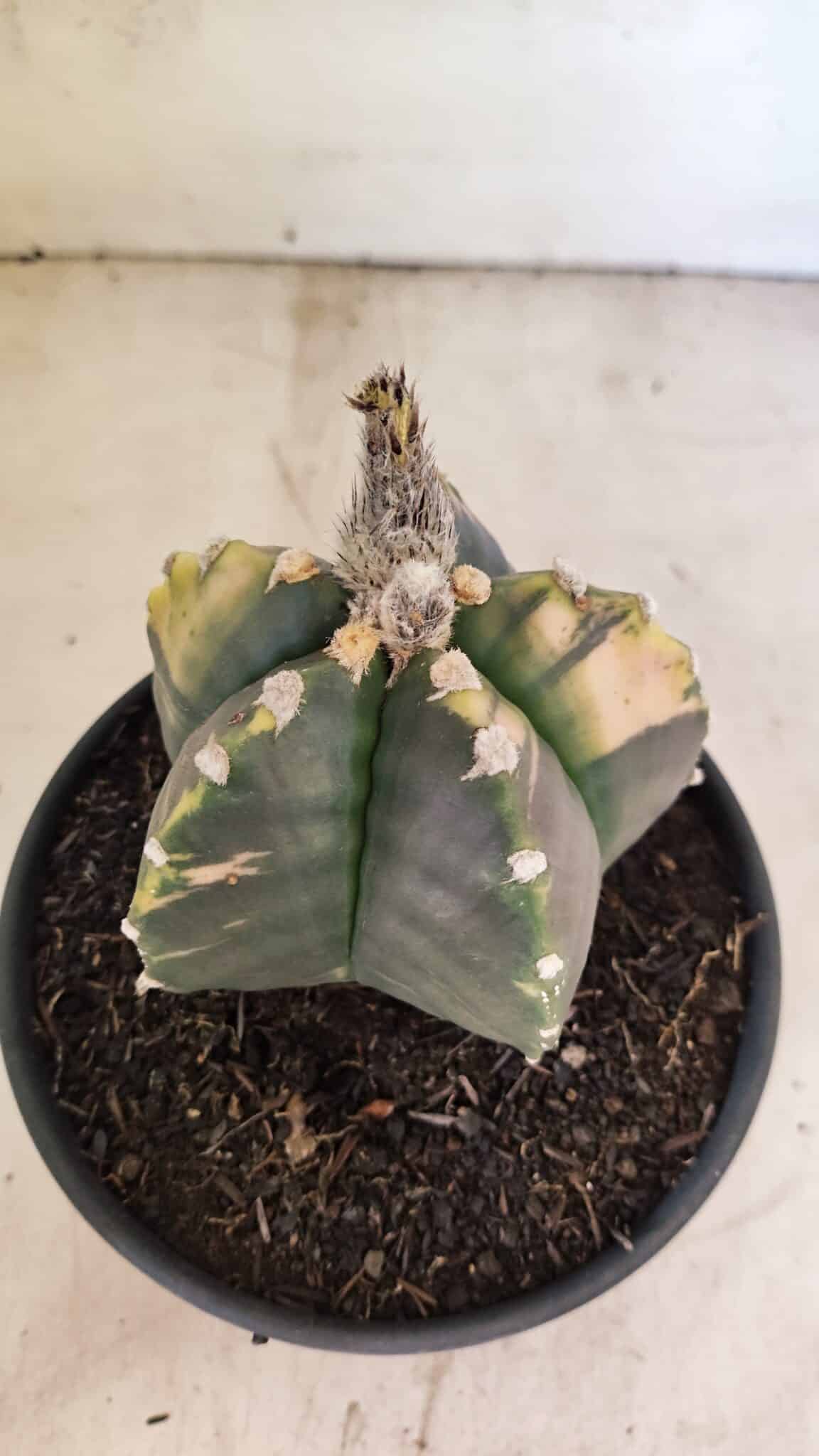 MATRIZ ASTROPHYTUM cv KIKKO "Variegata"  Nº 1101 – vaso 15 - foto 7