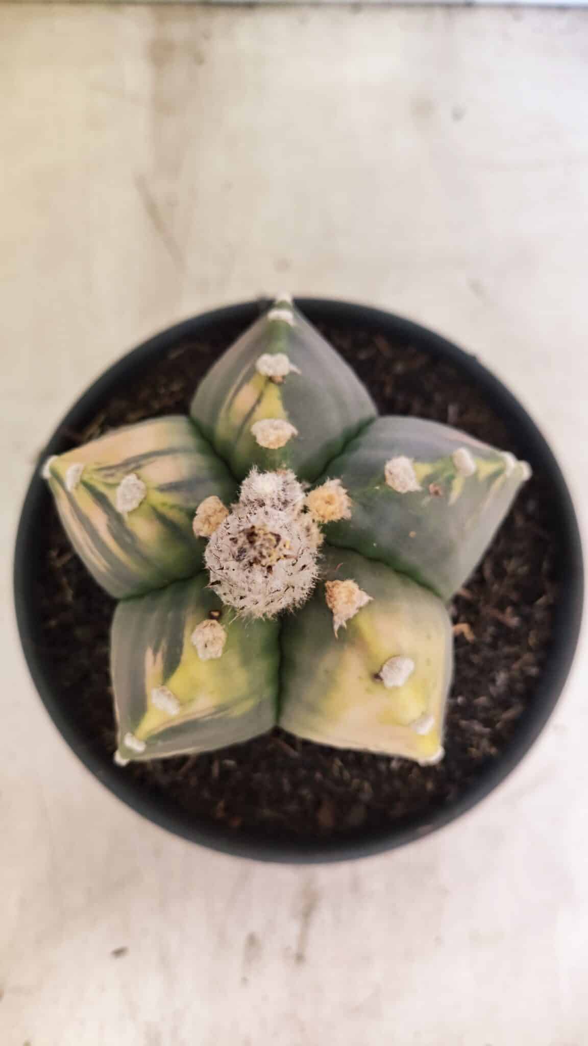MATRIZ ASTROPHYTUM cv KIKKO "Variegata"  Nº 1101 – vaso 15 - foto 3