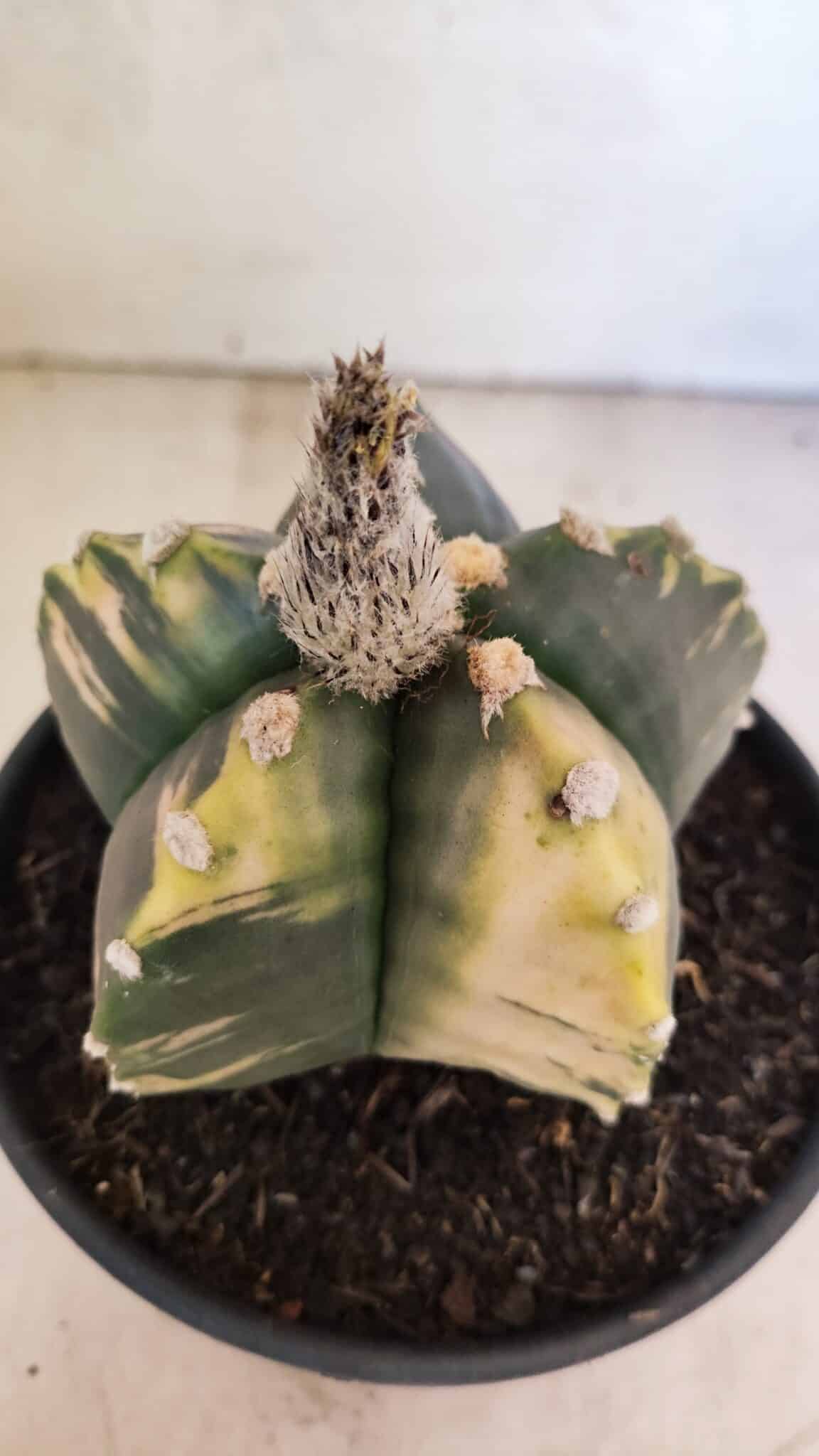 MATRIZ ASTROPHYTUM cv KIKKO "Variegata"  Nº 1101 – vaso 15 - foto 6