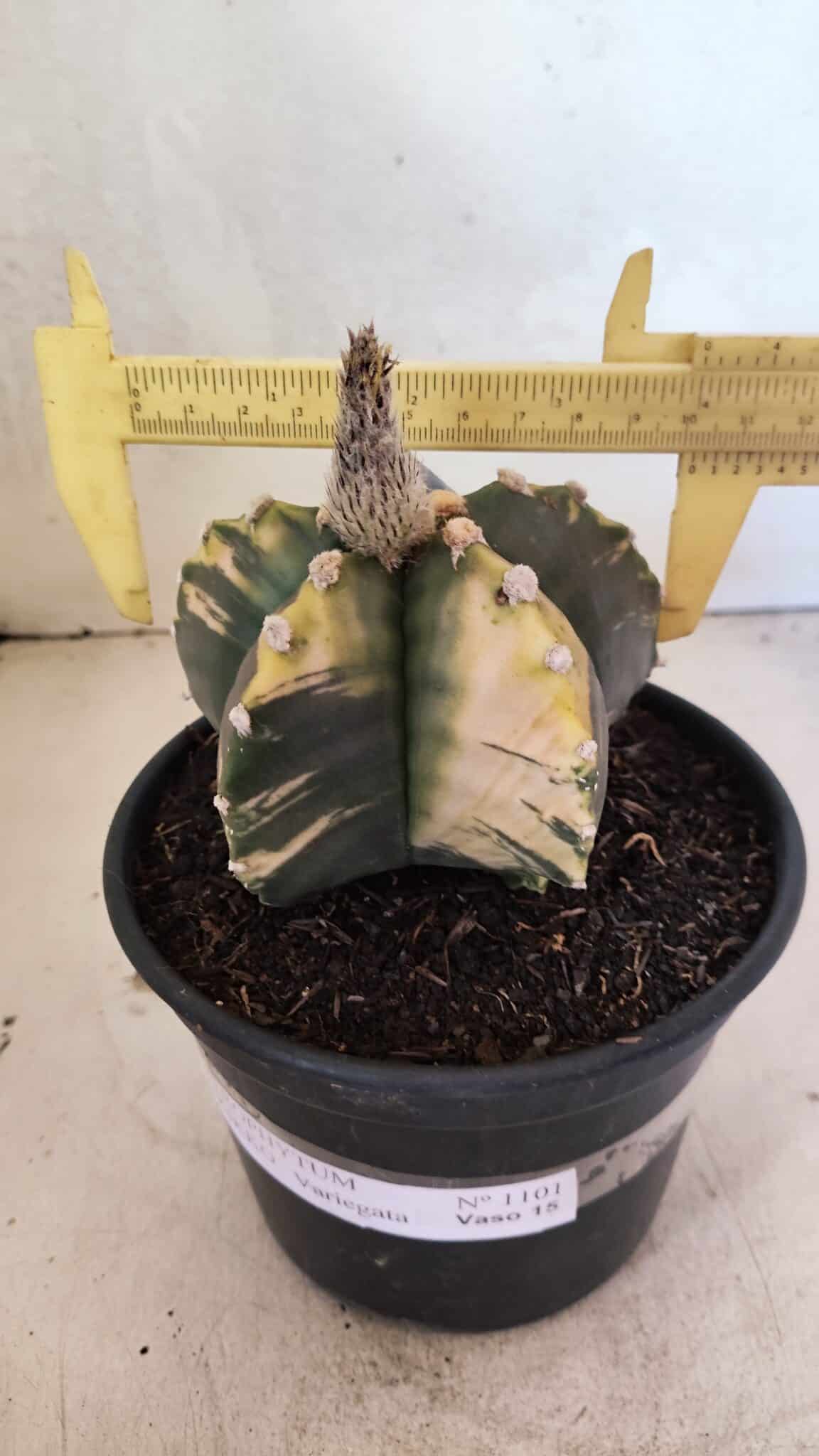 MATRIZ ASTROPHYTUM cv KIKKO "Variegata"  Nº 1101 – vaso 15 - foto 4