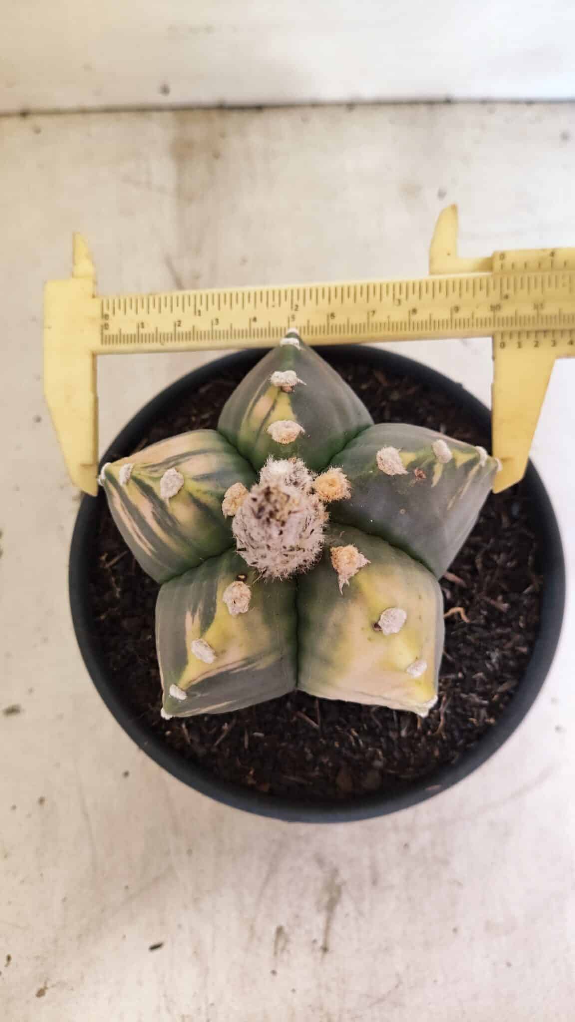 MATRIZ ASTROPHYTUM cv KIKKO "Variegata"  Nº 1101 – vaso 15 - foto 5