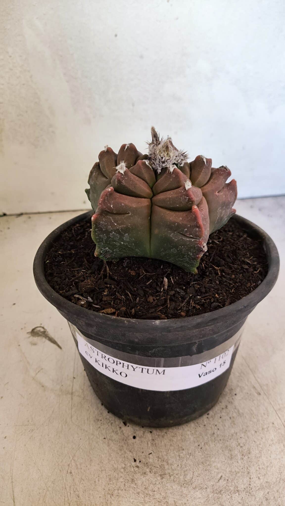 MATRIZ ASTROPHYTUM cv KIKKO Nº 1102 – vaso 15 - foto 2