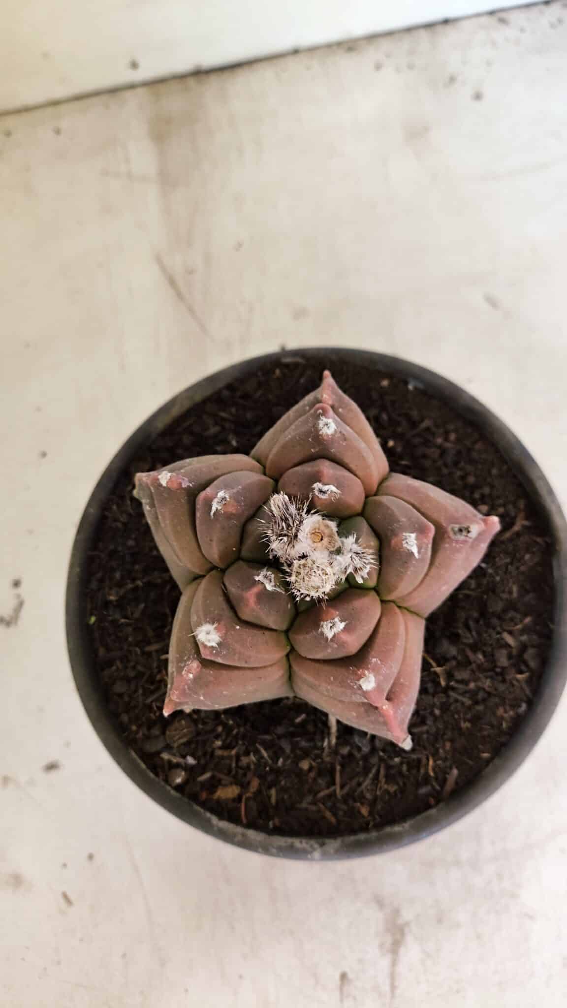 MATRIZ ASTROPHYTUM cv KIKKO Nº 1102 – vaso 15 - foto 3