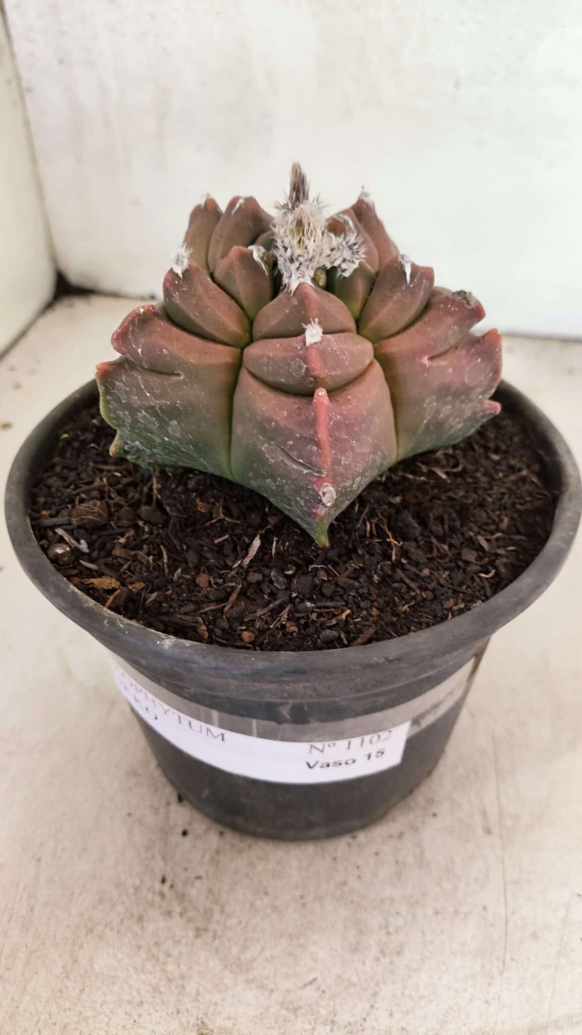 MATRIZ ASTROPHYTUM cv KIKKO Nº 1102 – vaso 15 - foto 9