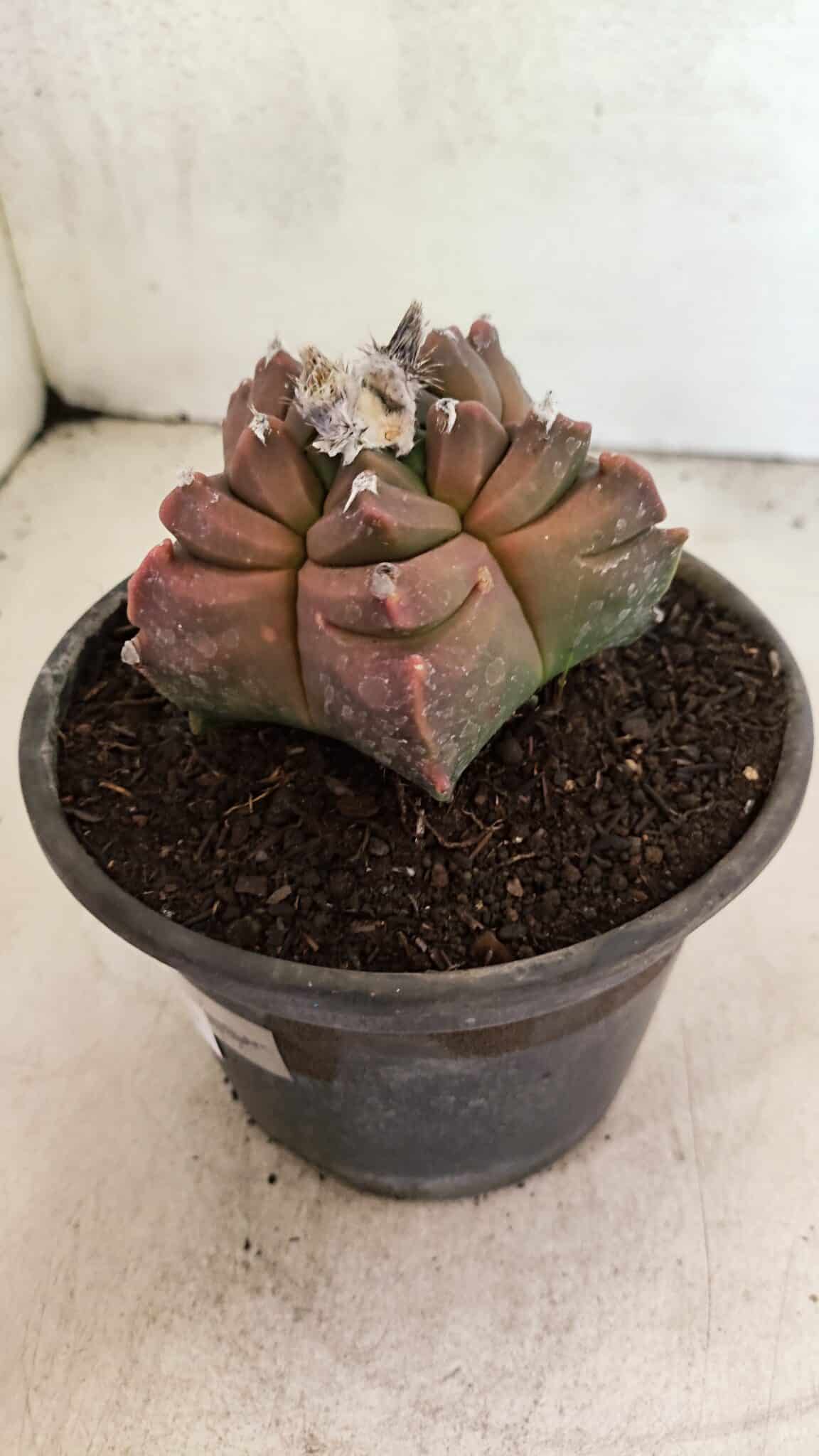 MATRIZ ASTROPHYTUM cv KIKKO Nº 1102 – vaso 15 - foto 8
