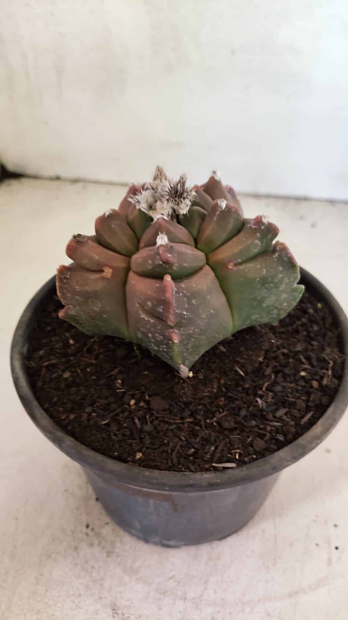 MATRIZ ASTROPHYTUM cv KIKKO Nº 1102 – vaso 15 - foto 7