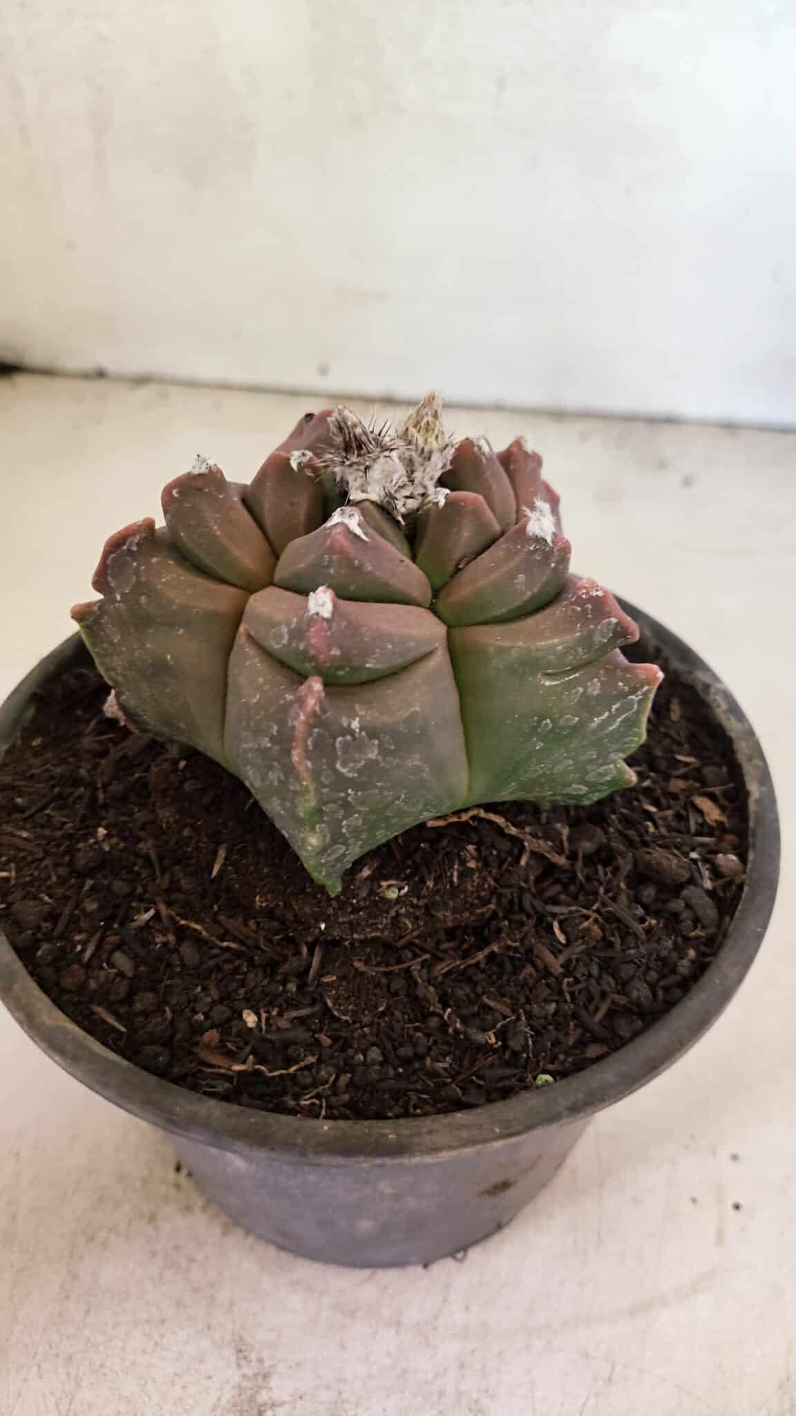 MATRIZ ASTROPHYTUM cv KIKKO Nº 1102 – vaso 15 - foto 6