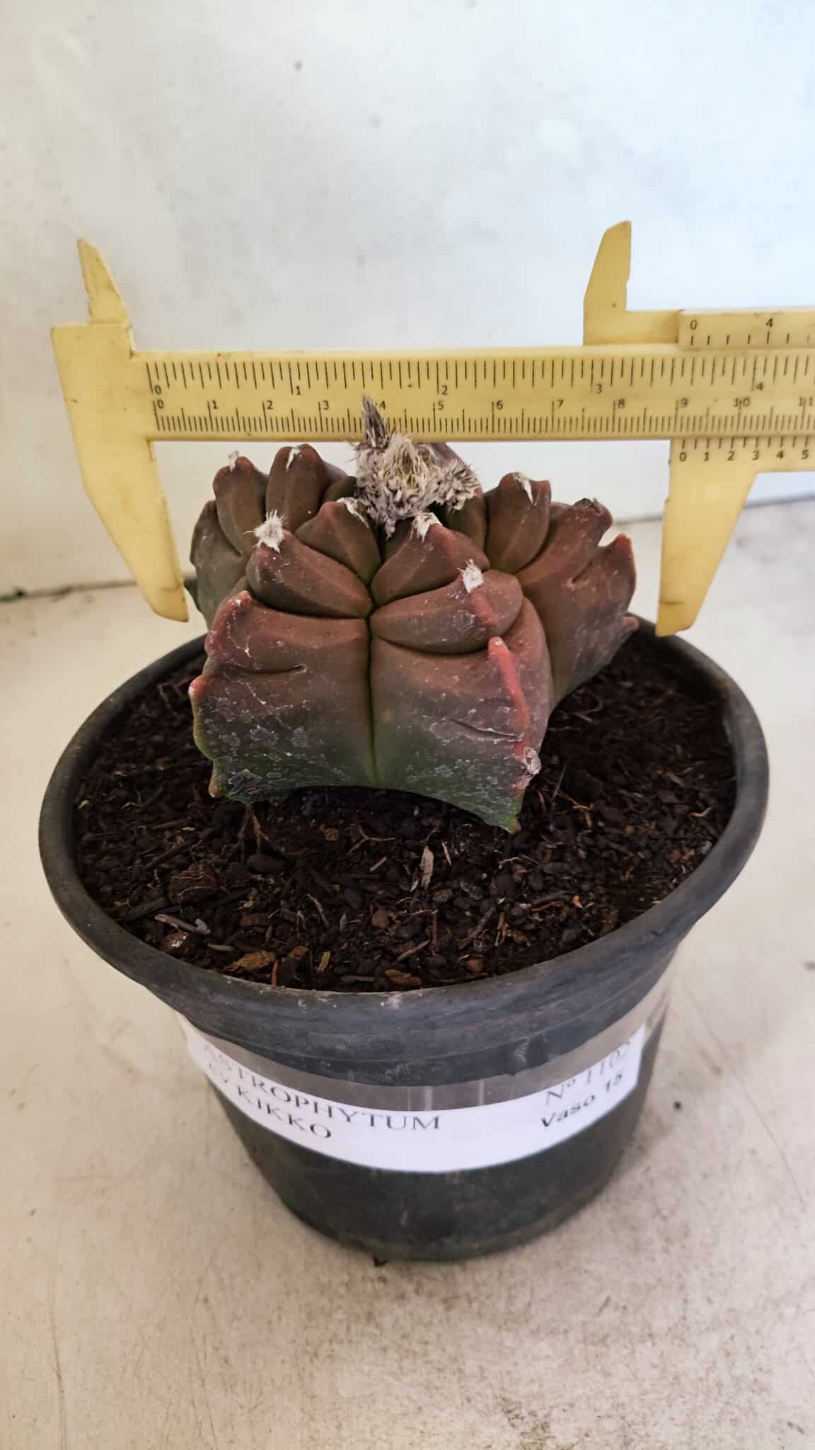 MATRIZ ASTROPHYTUM cv KIKKO Nº 1102 – vaso 15 - foto 4
