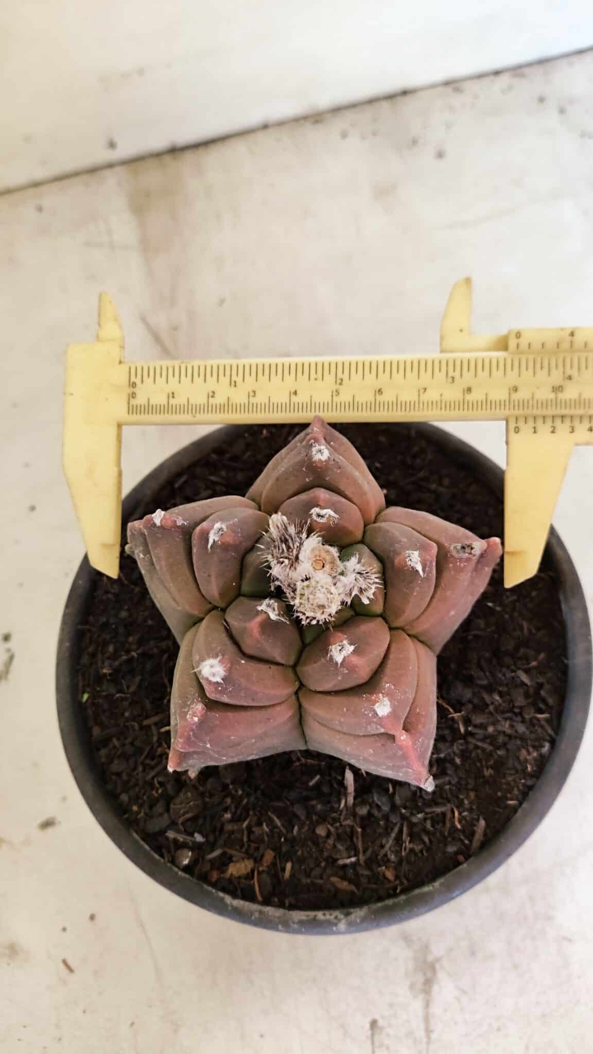 MATRIZ ASTROPHYTUM cv KIKKO Nº 1102 – vaso 15 - foto 5